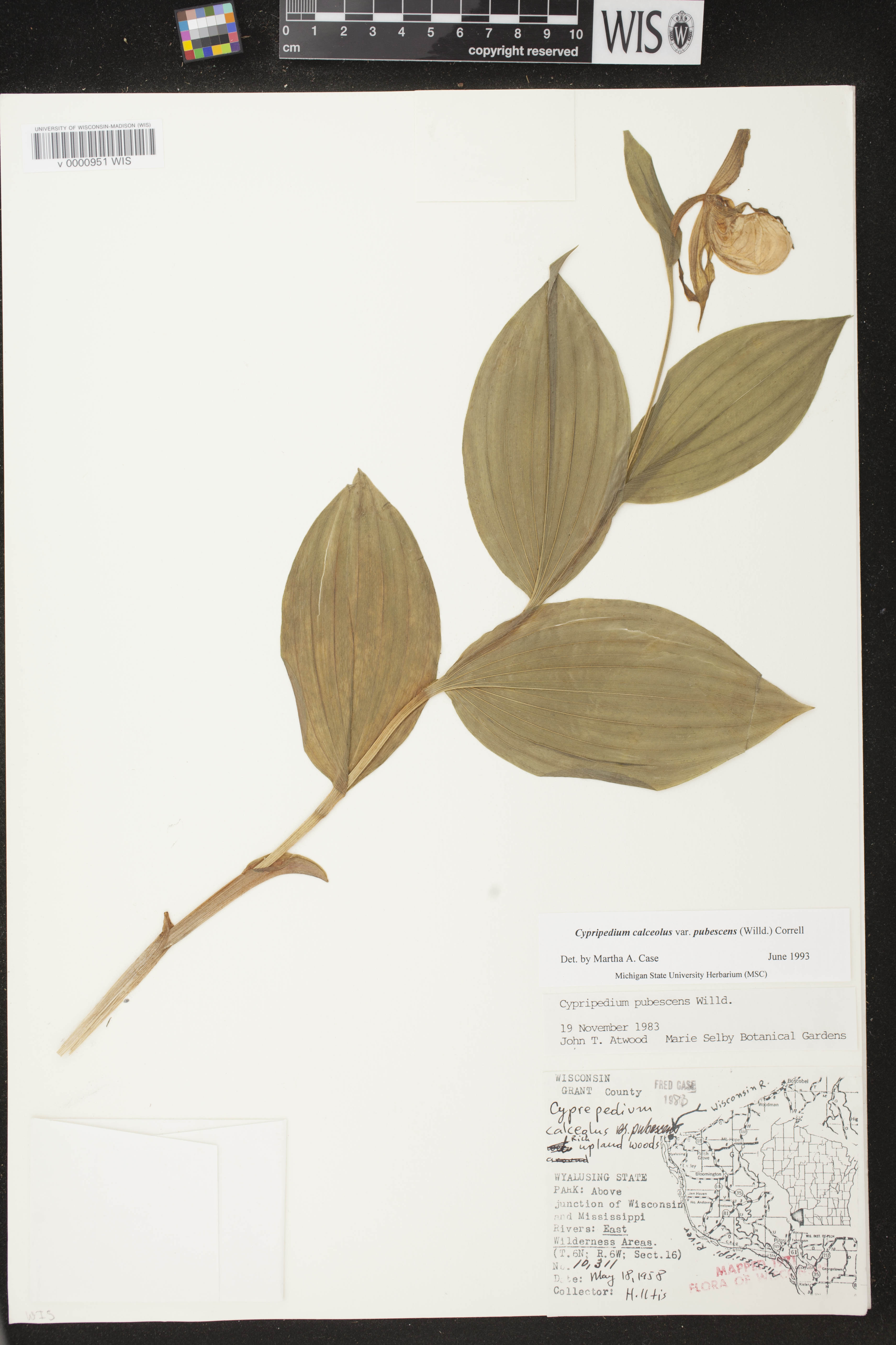 Cypripedium parviflorum var. pubescens image