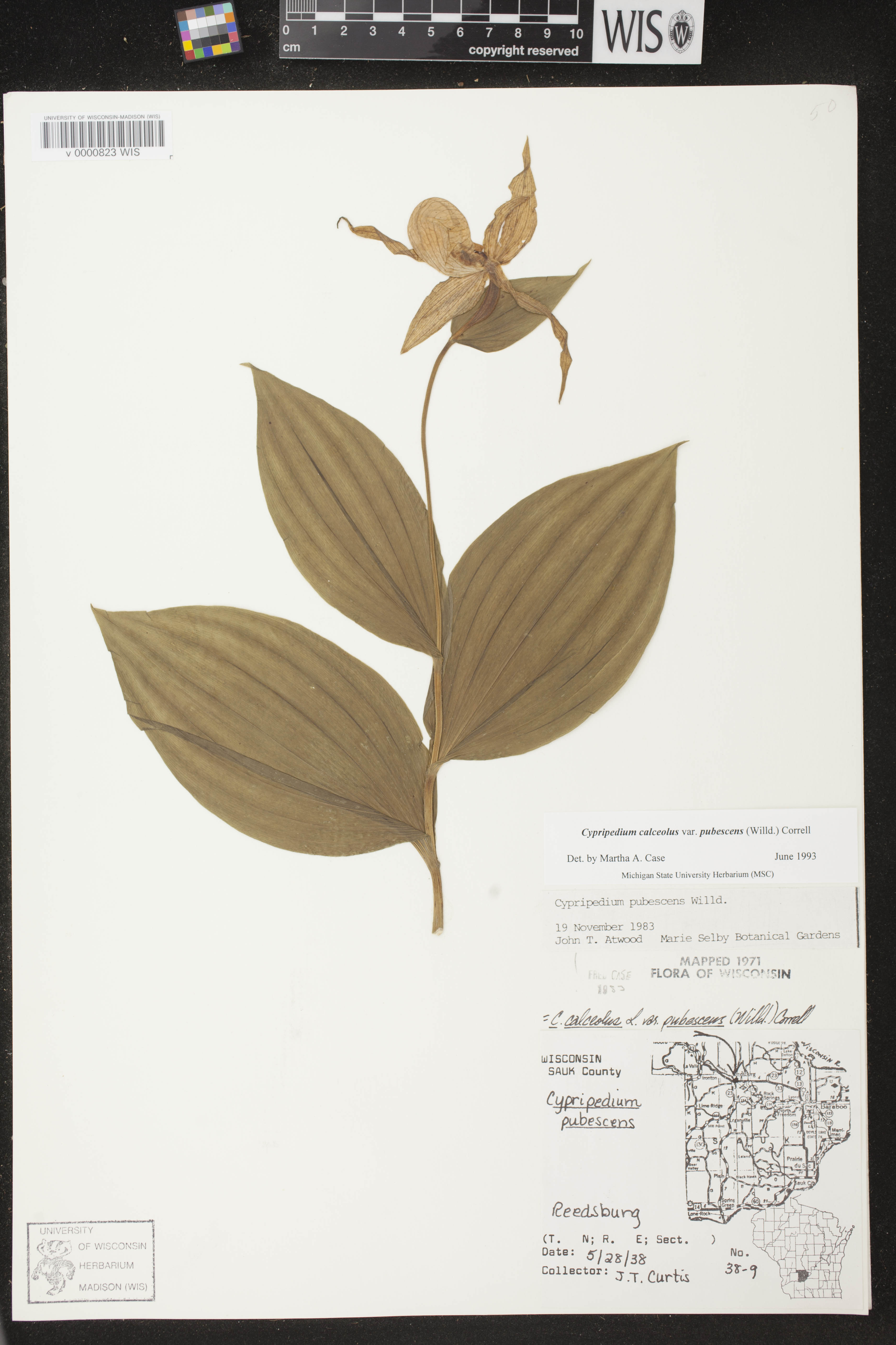 Cypripedium parviflorum var. pubescens image