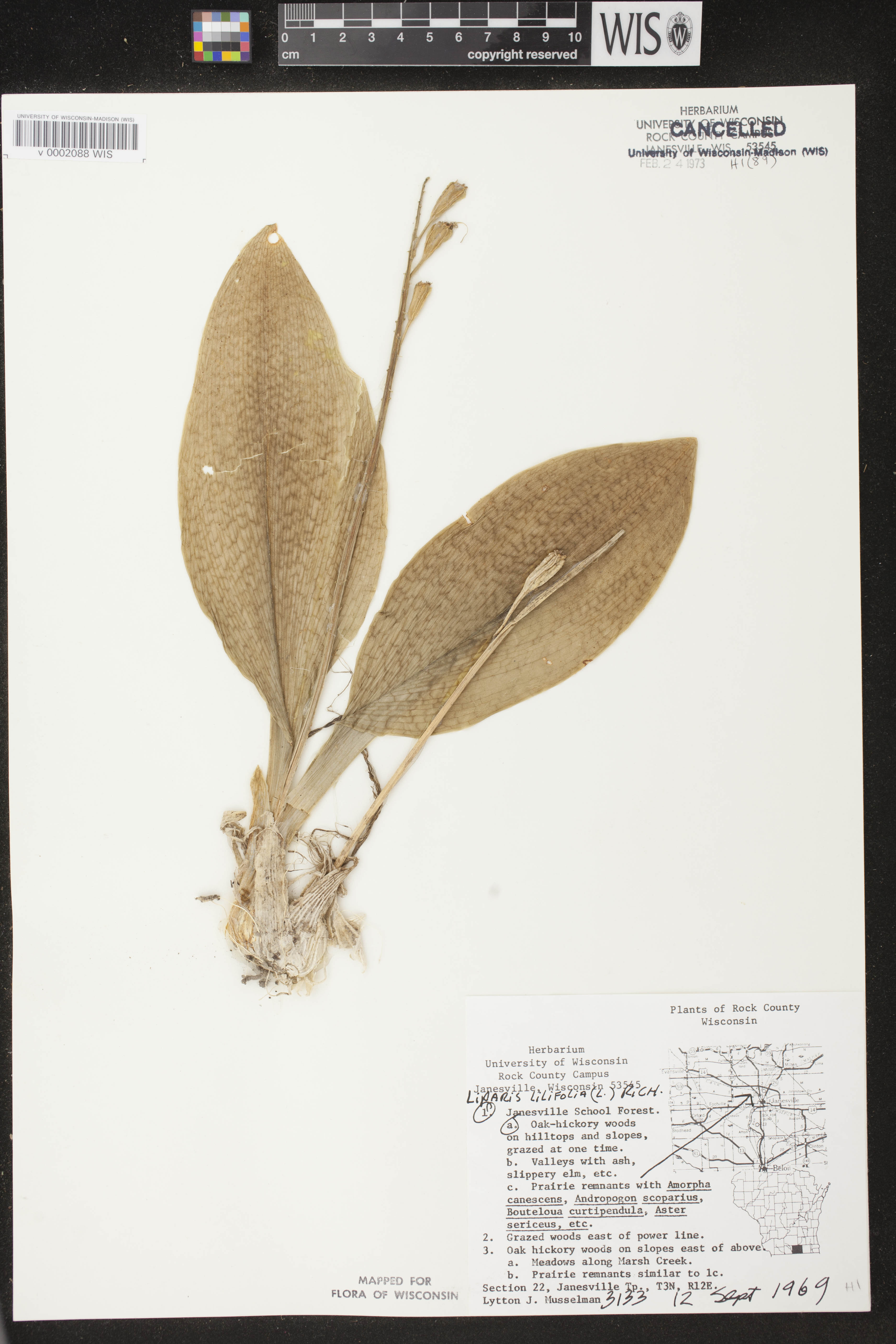 Liparis liliifolia image