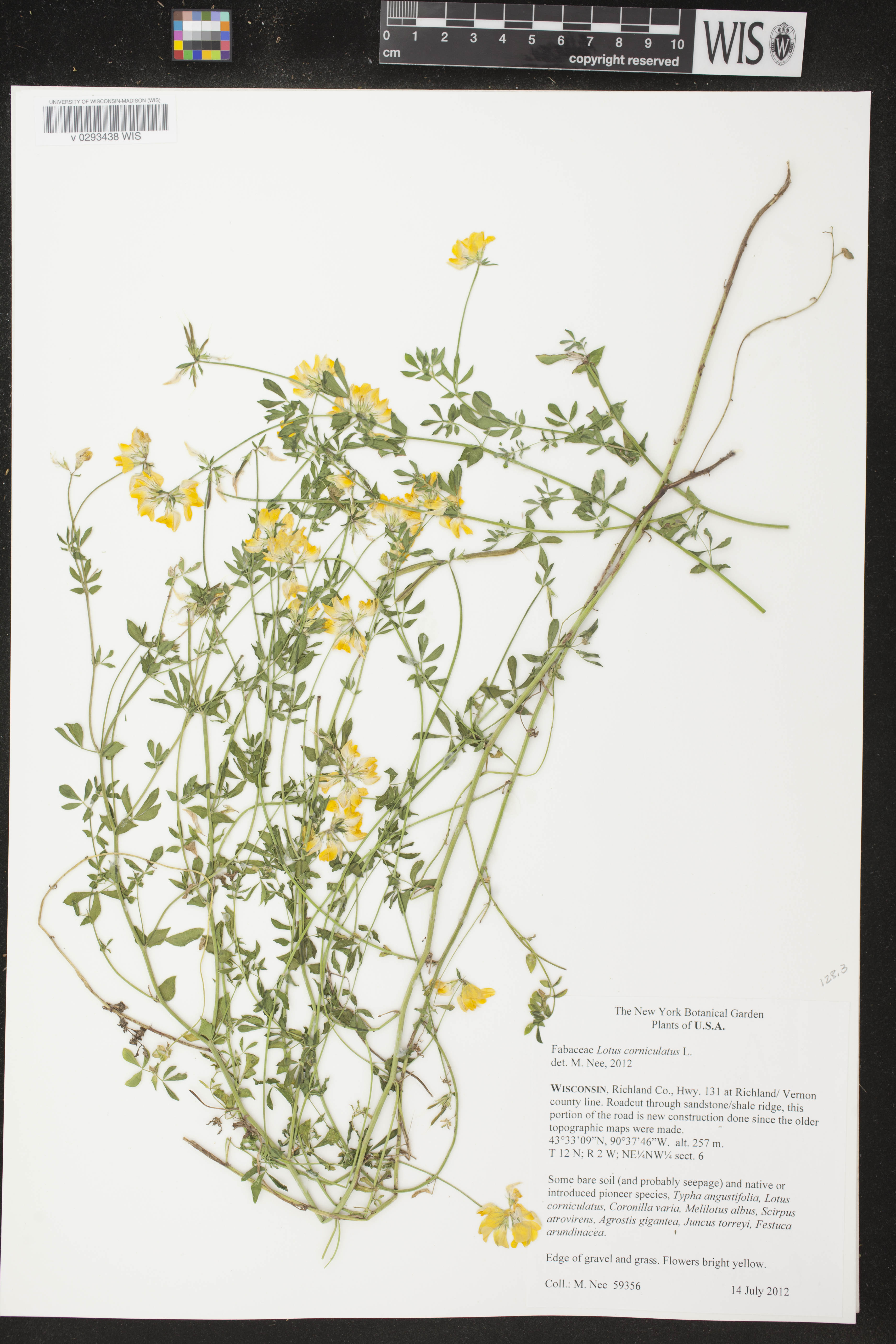 Lotus corniculatus image