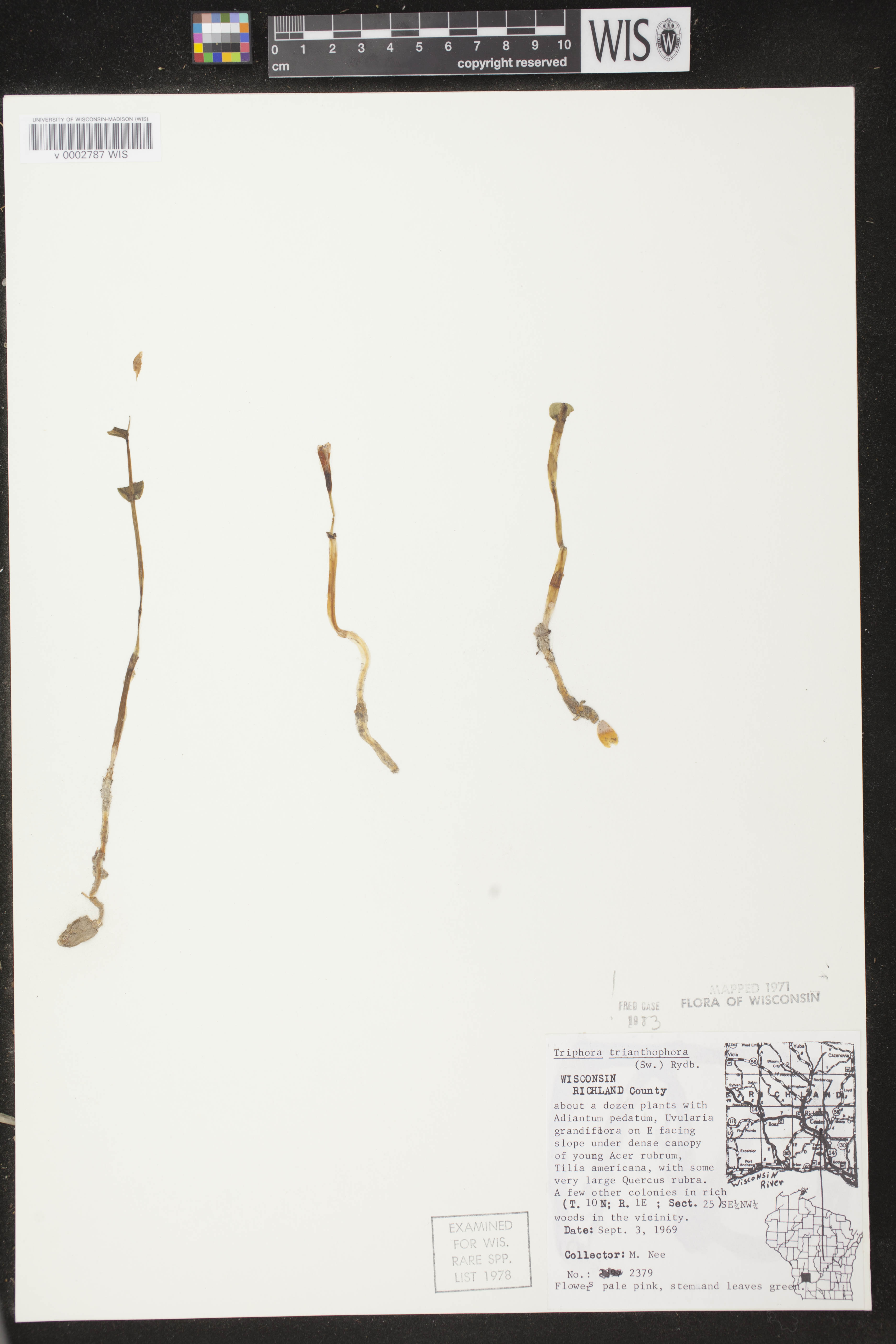 Triphora trianthophoros subsp. trianthophoros image