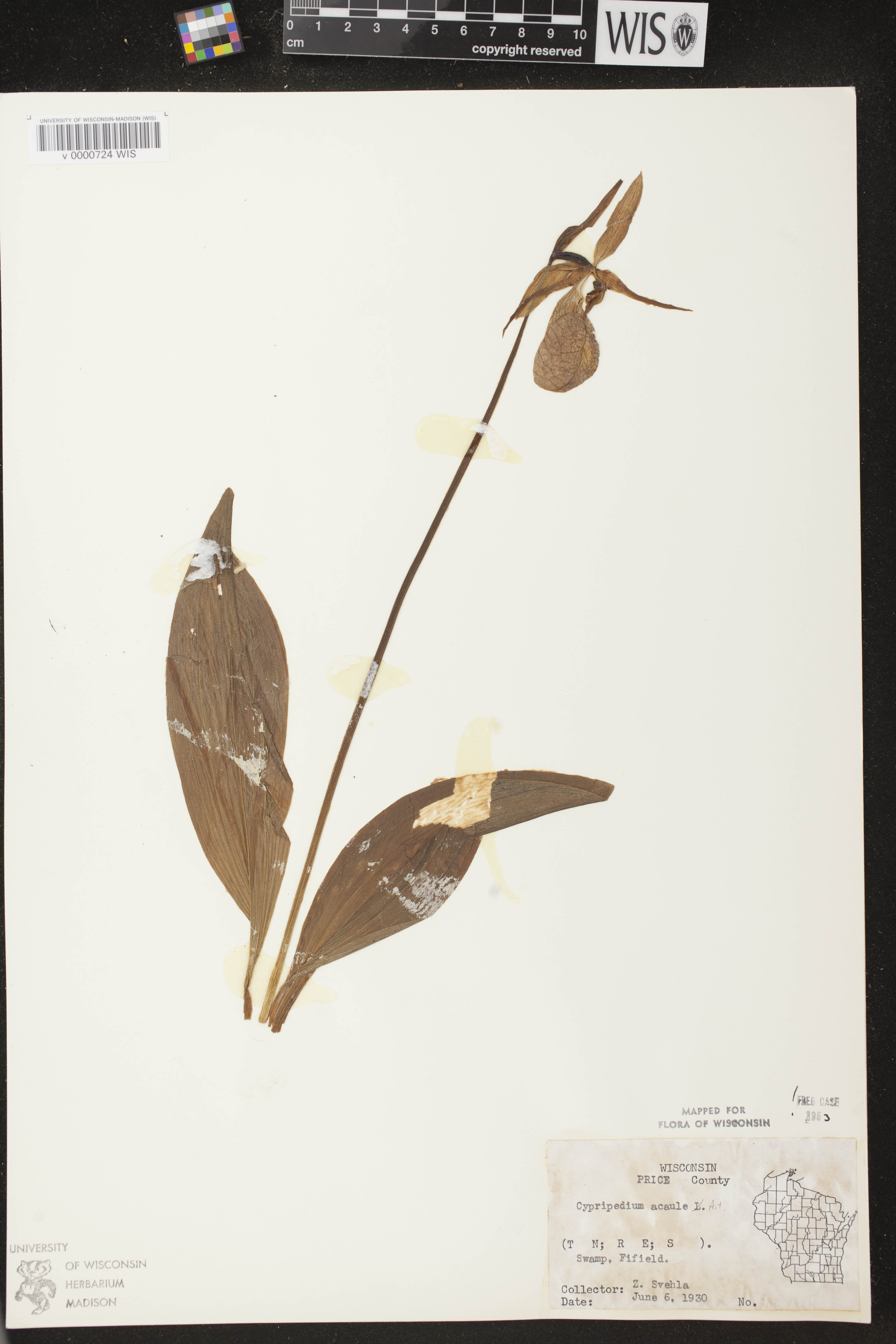 Cypripedium acaule image