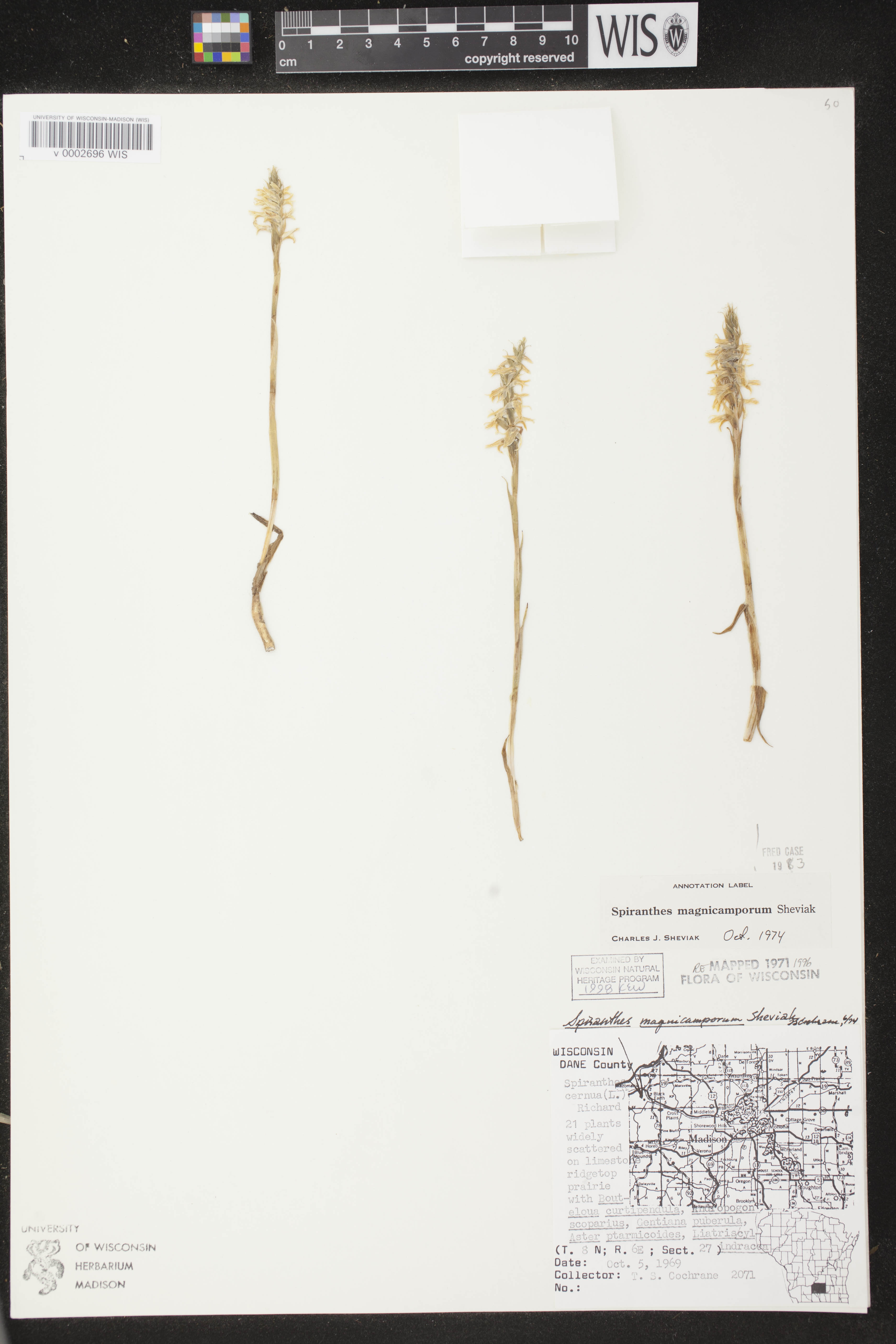 Spiranthes magnicamporum image