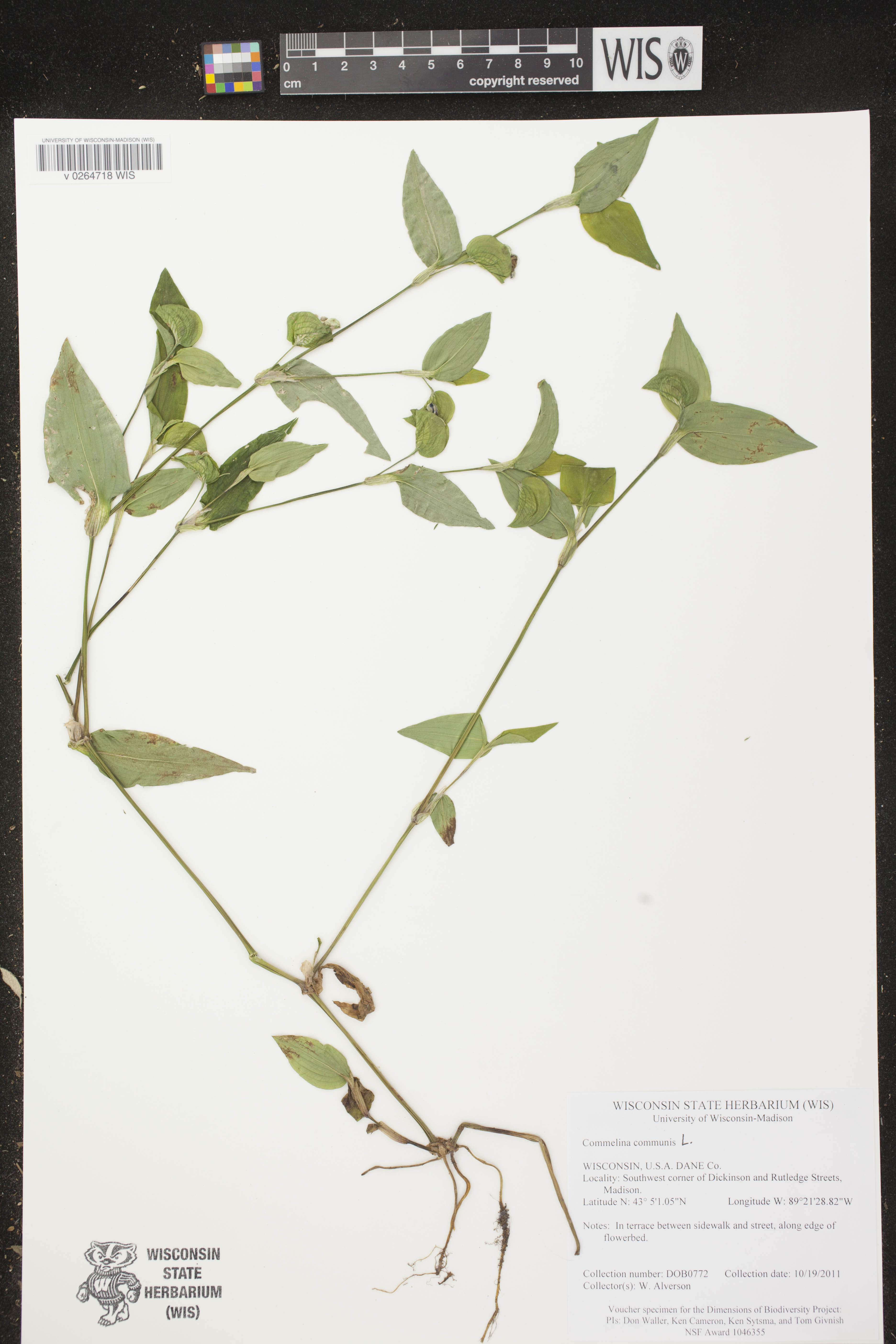 Commelina communis image