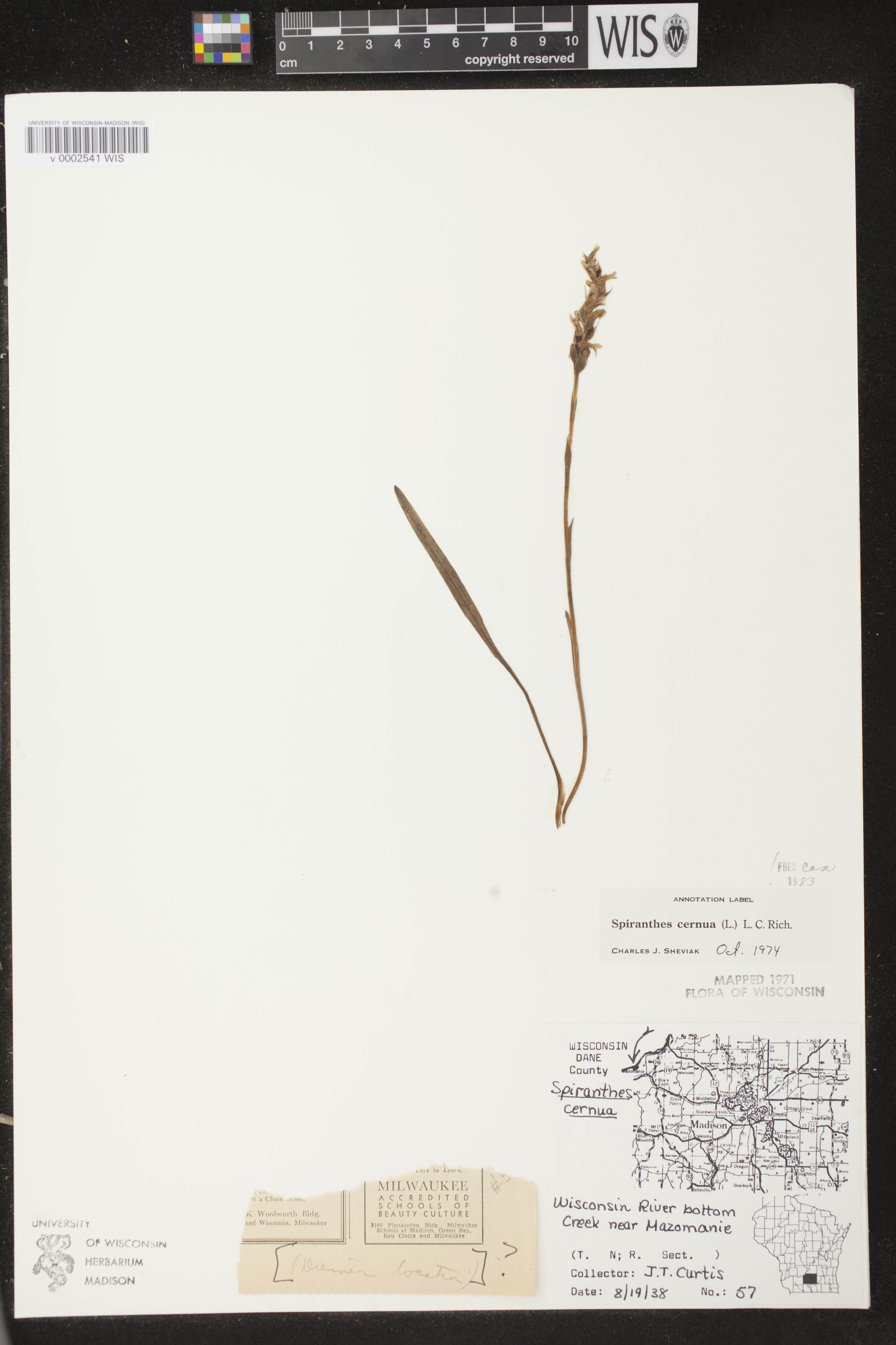 Spiranthes cernua image