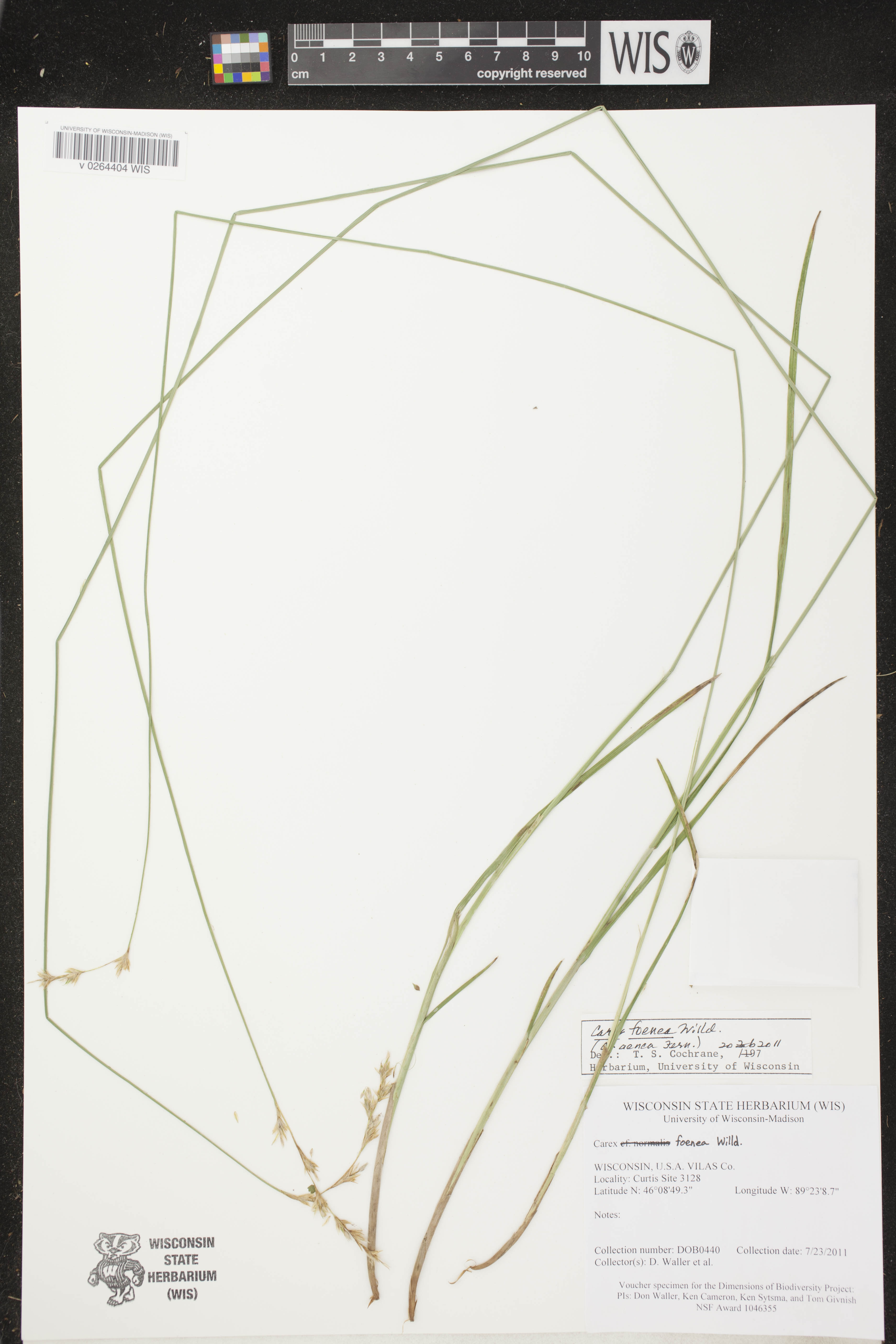Carex foenea image