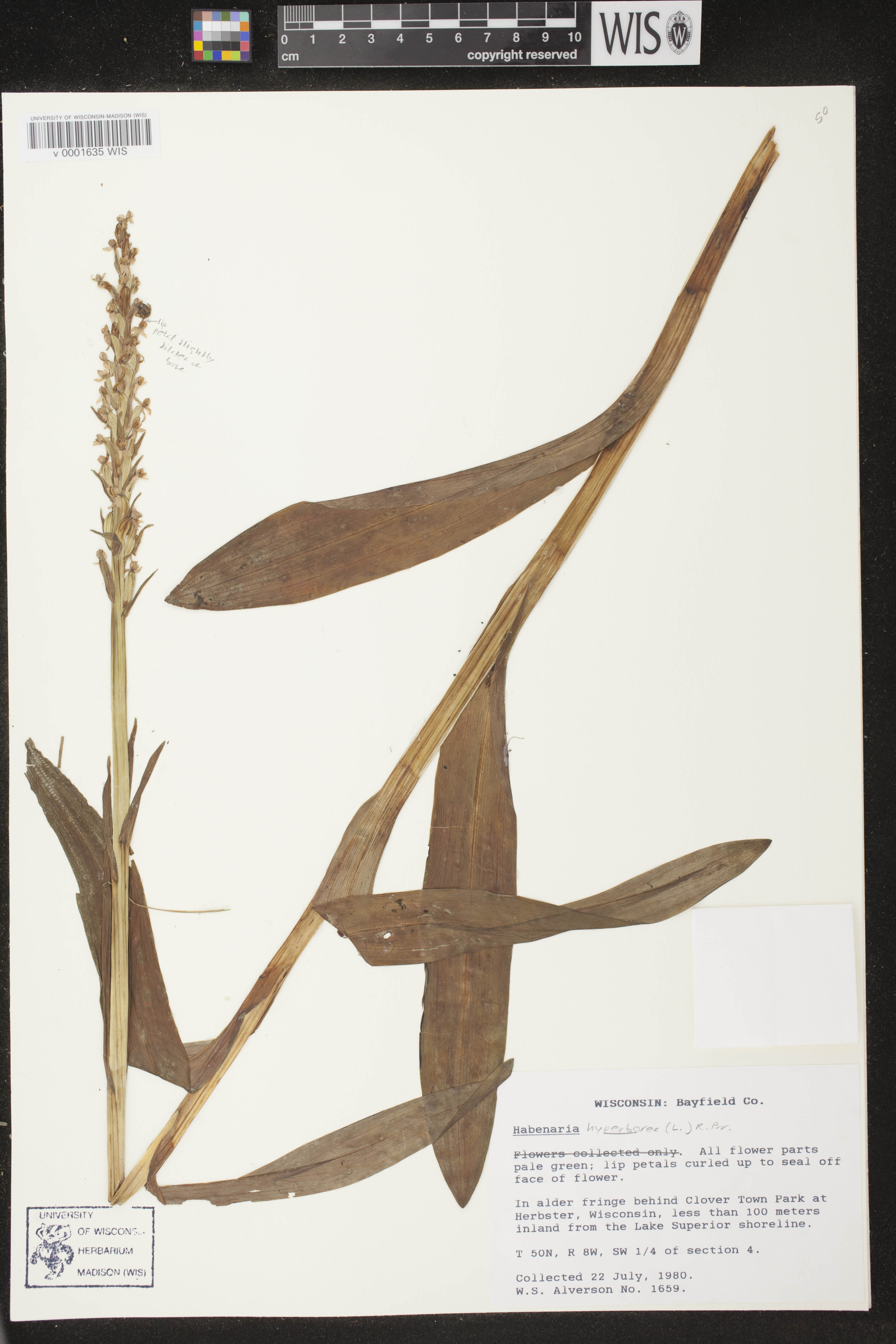 Platanthera huronensis image