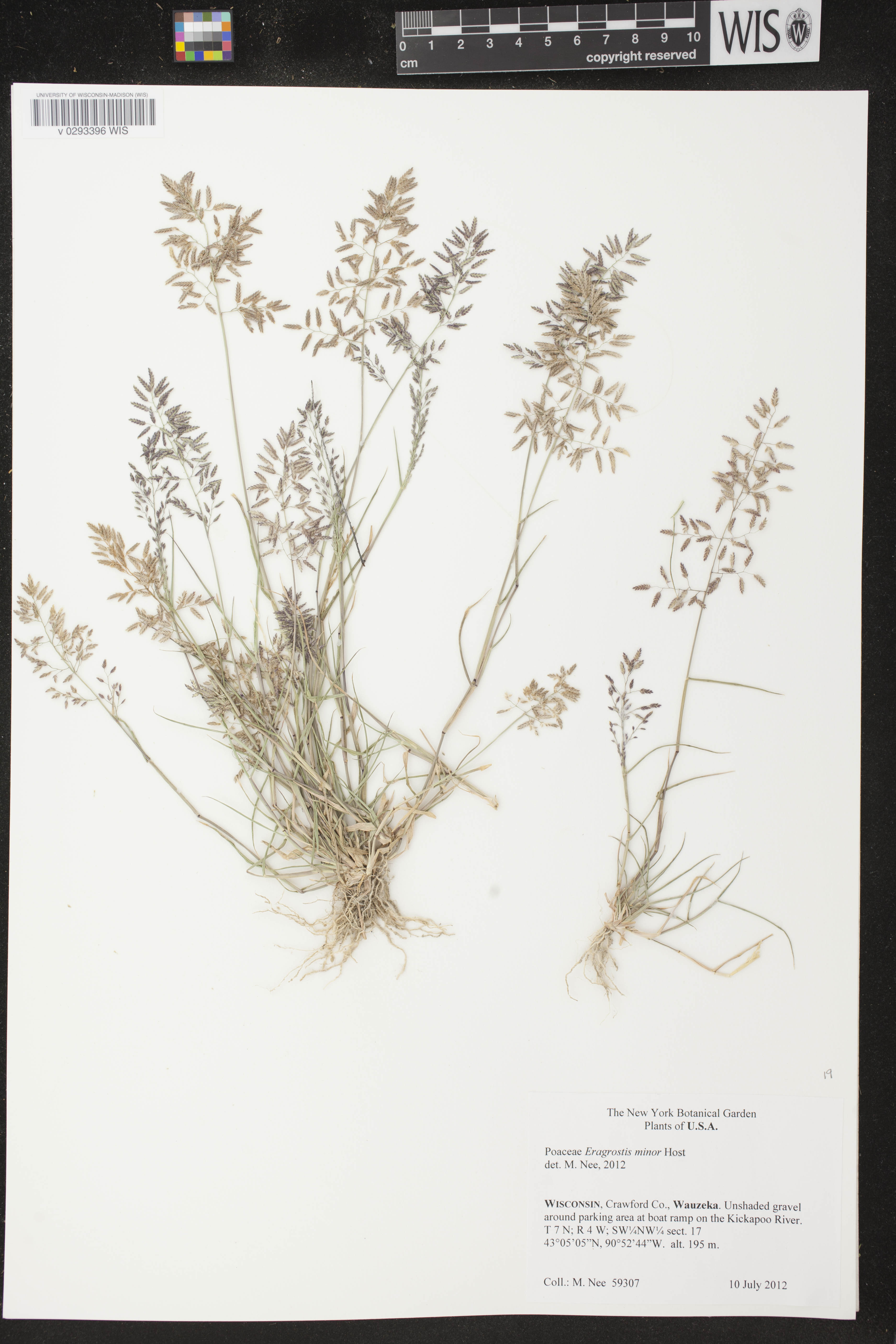 Eragrostis minor image