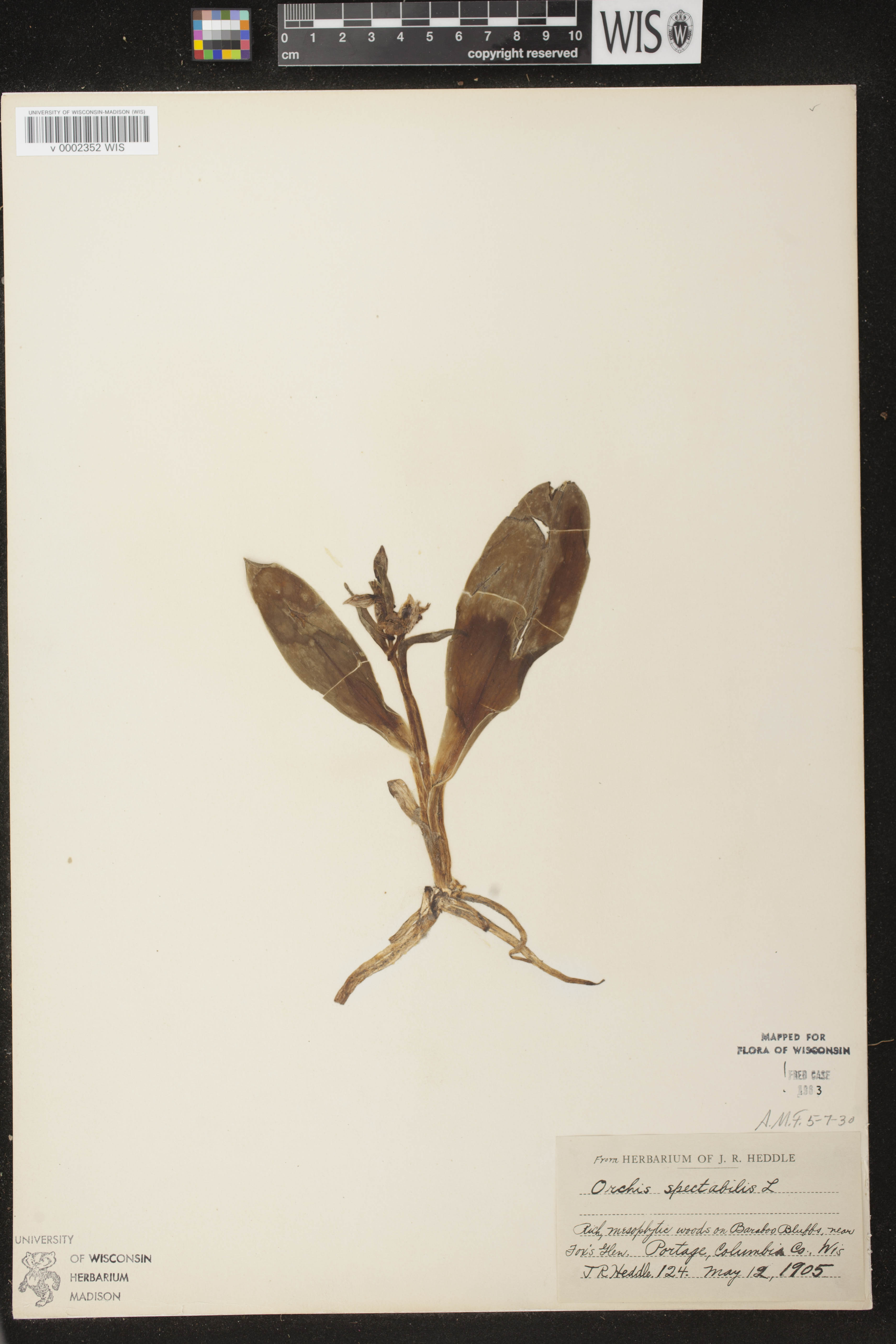 Galearis spectabilis image