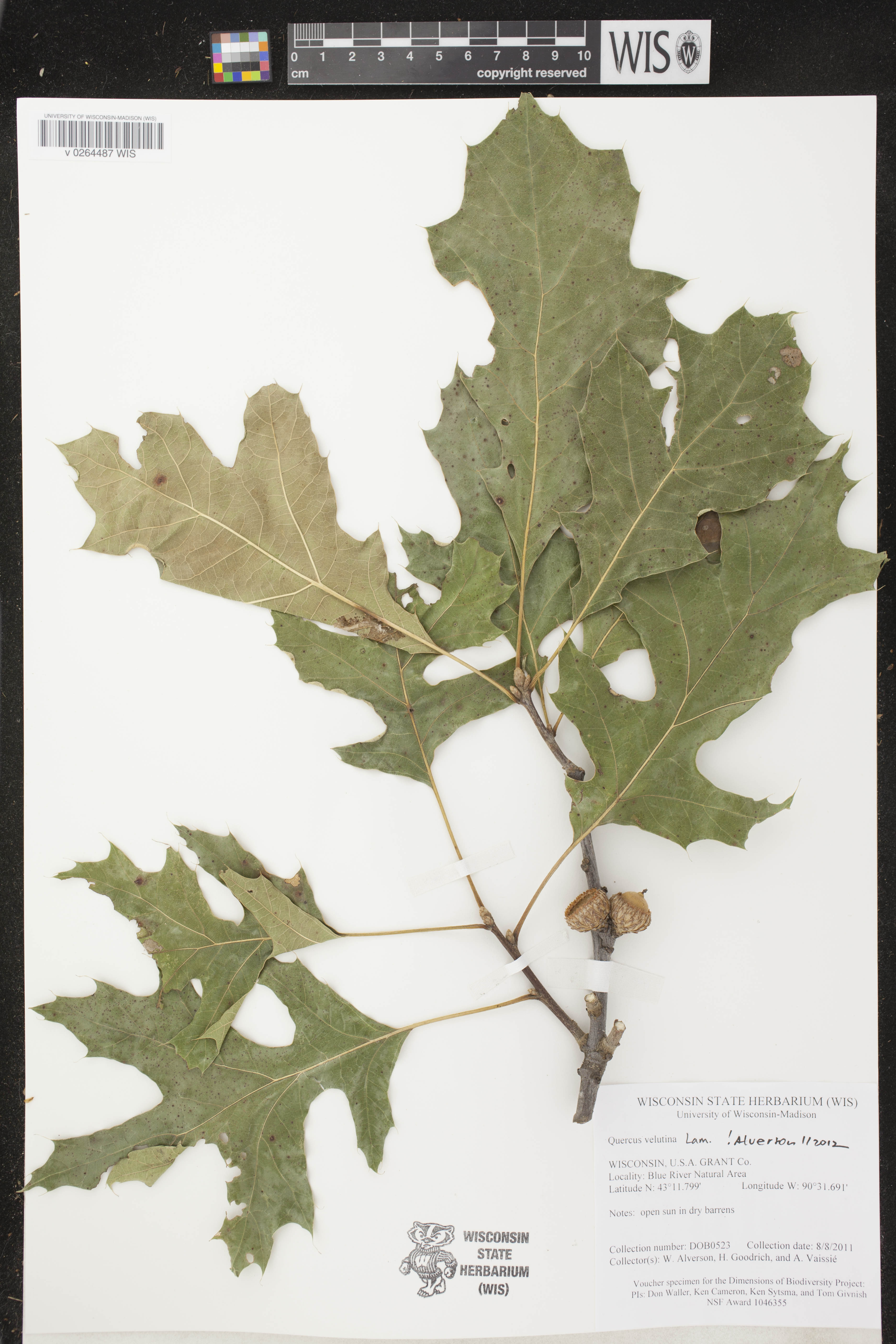 Quercus velutina image