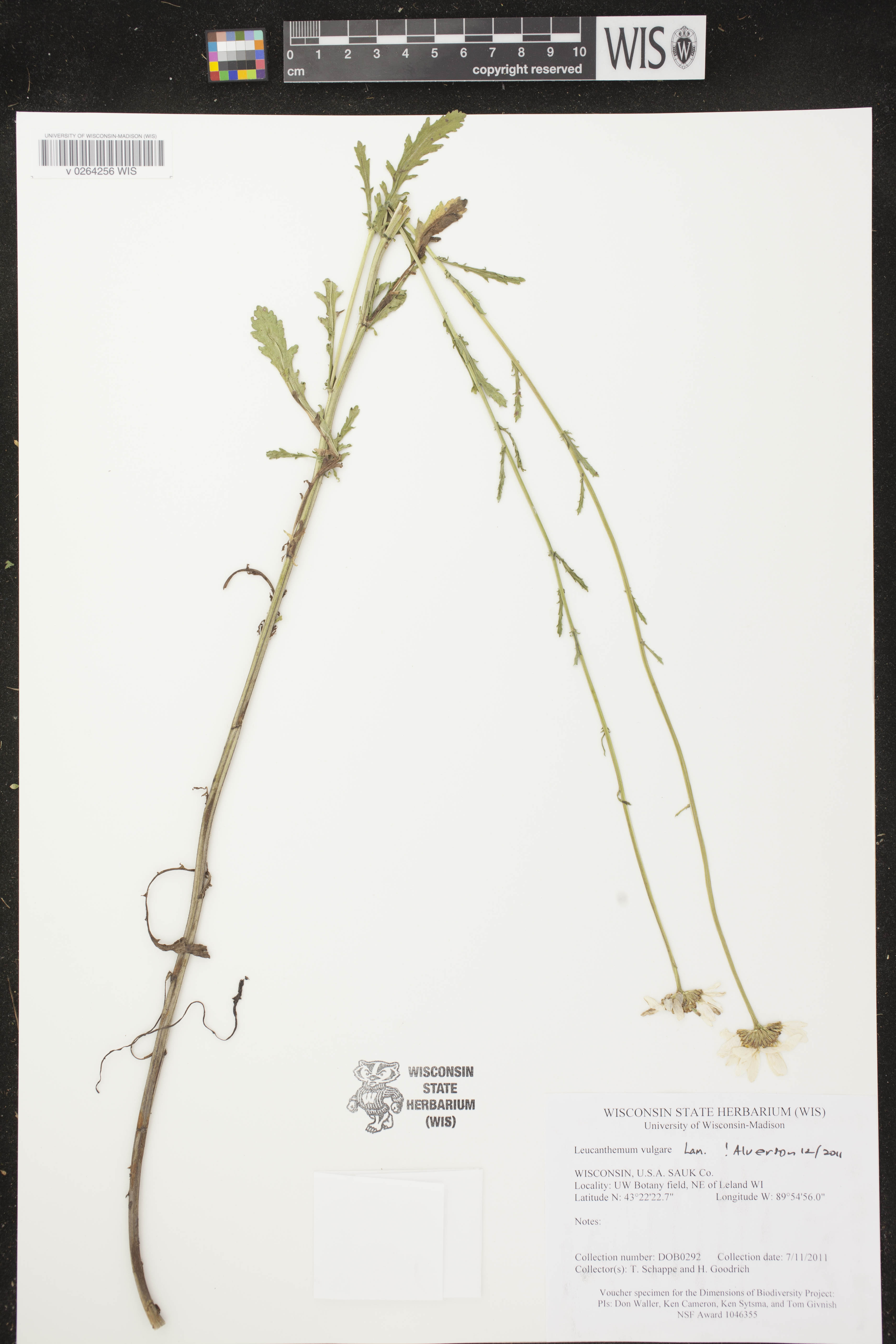 Leucanthemum vulgare image