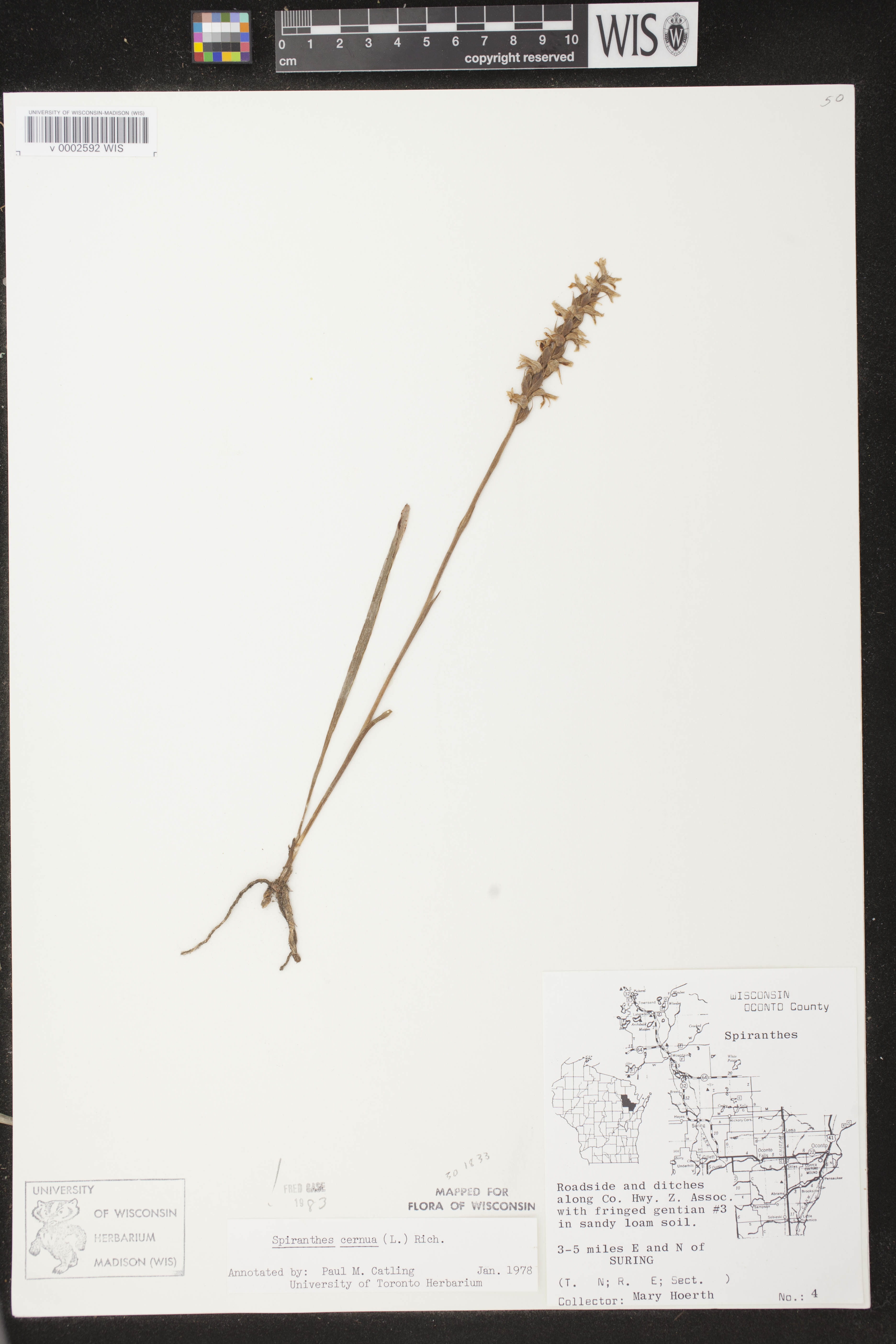 Spiranthes cernua image