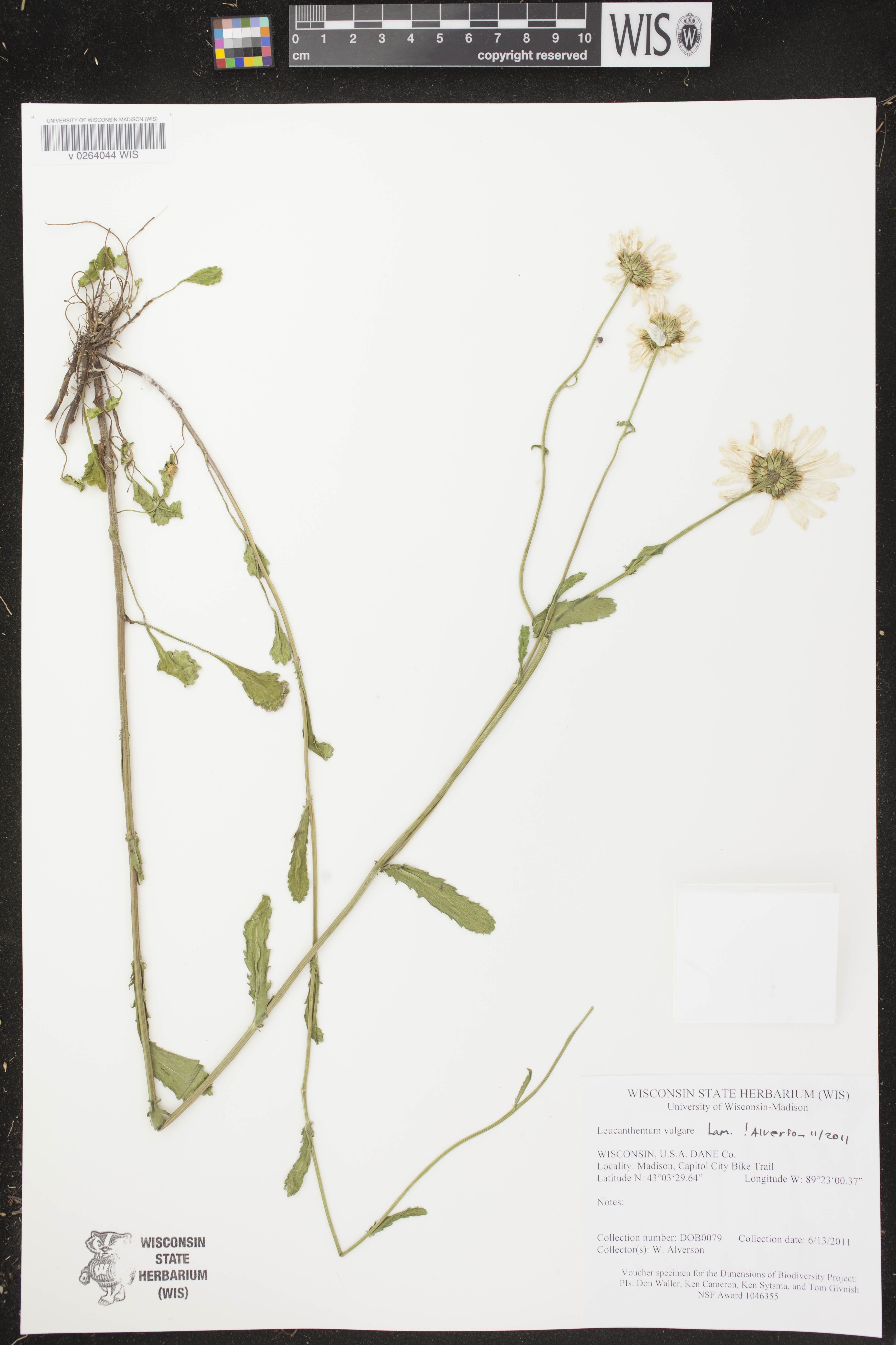 Leucanthemum vulgare image