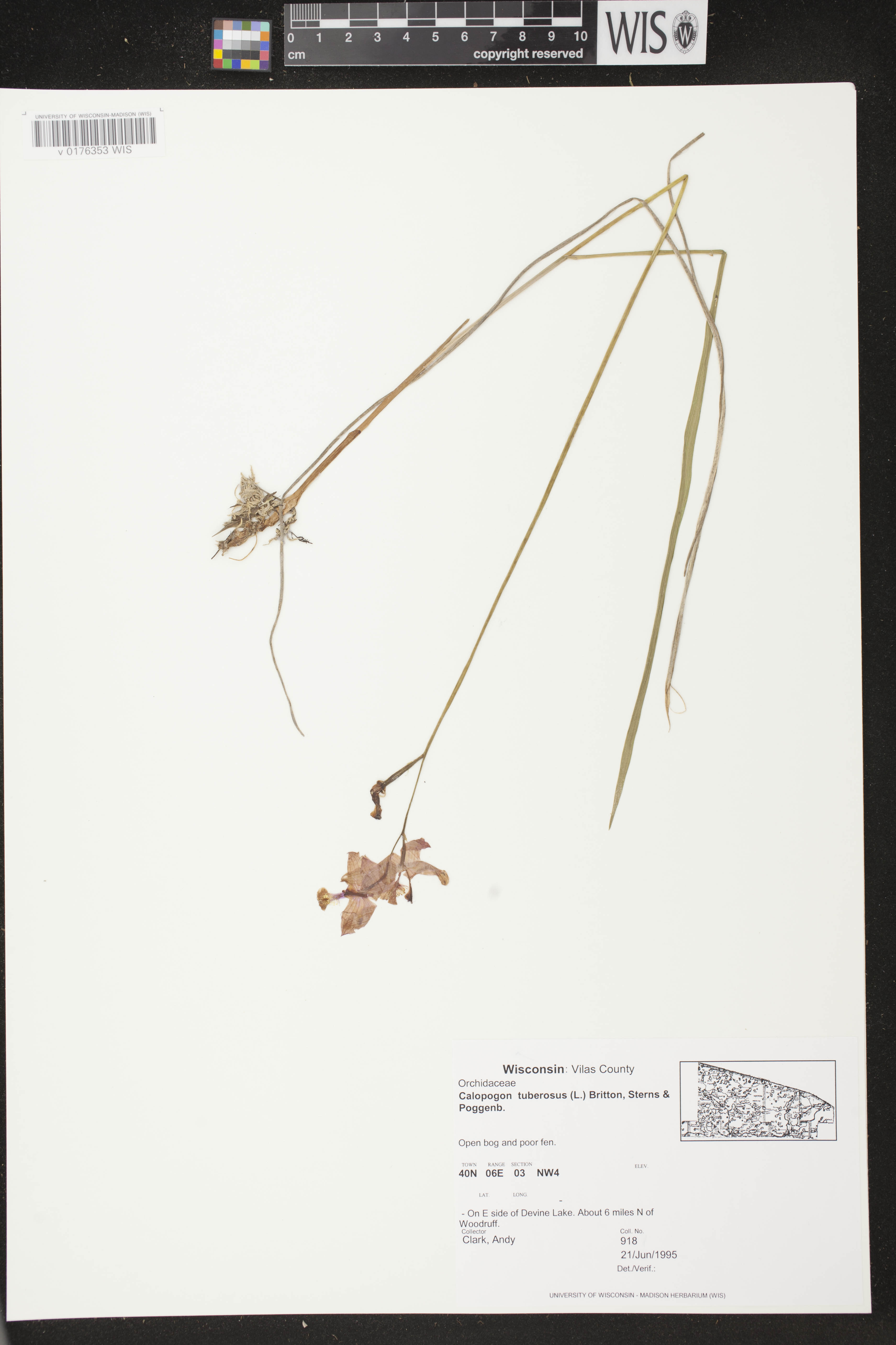 Calopogon tuberosus image