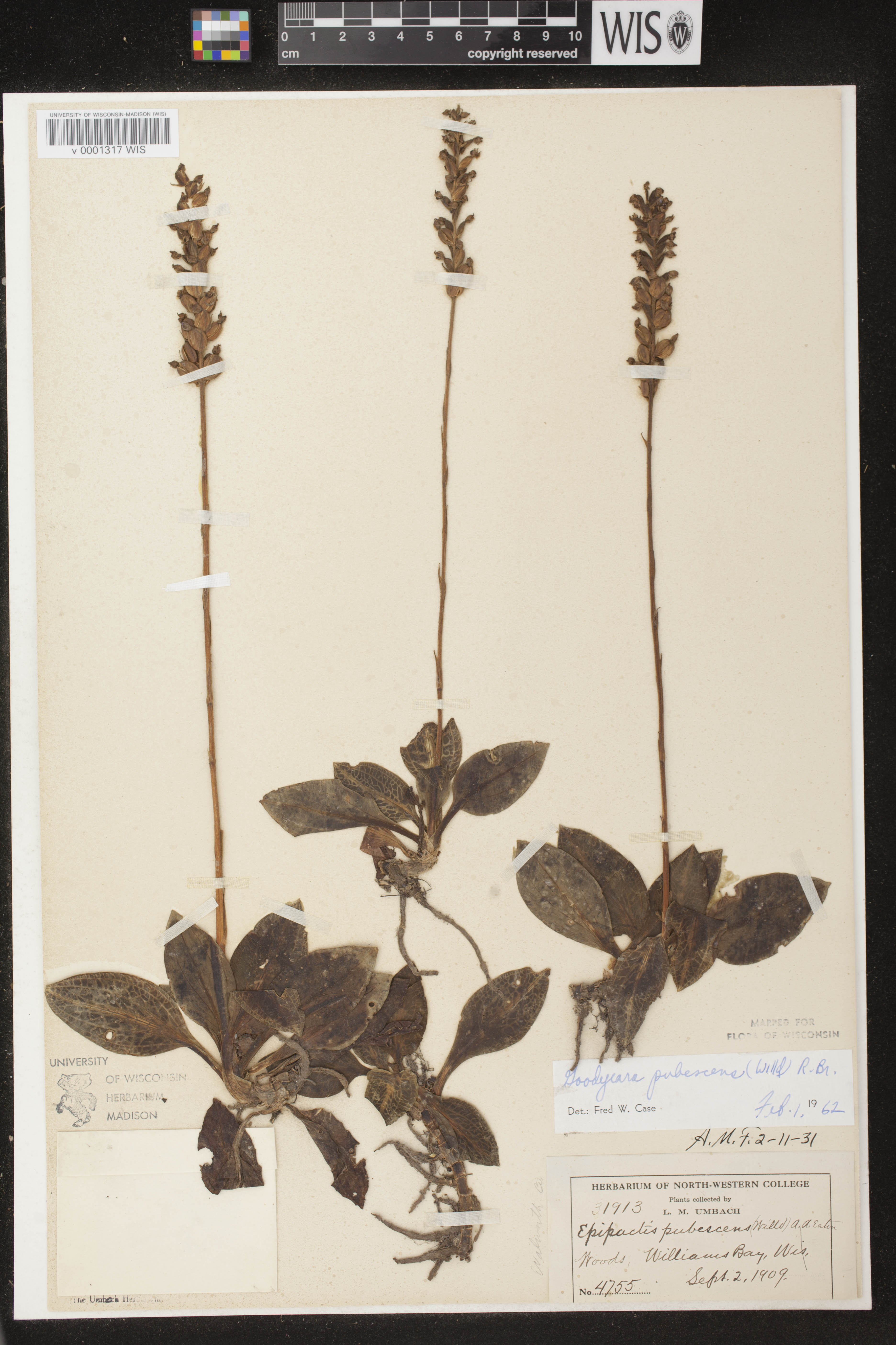 Goodyera pubescens image