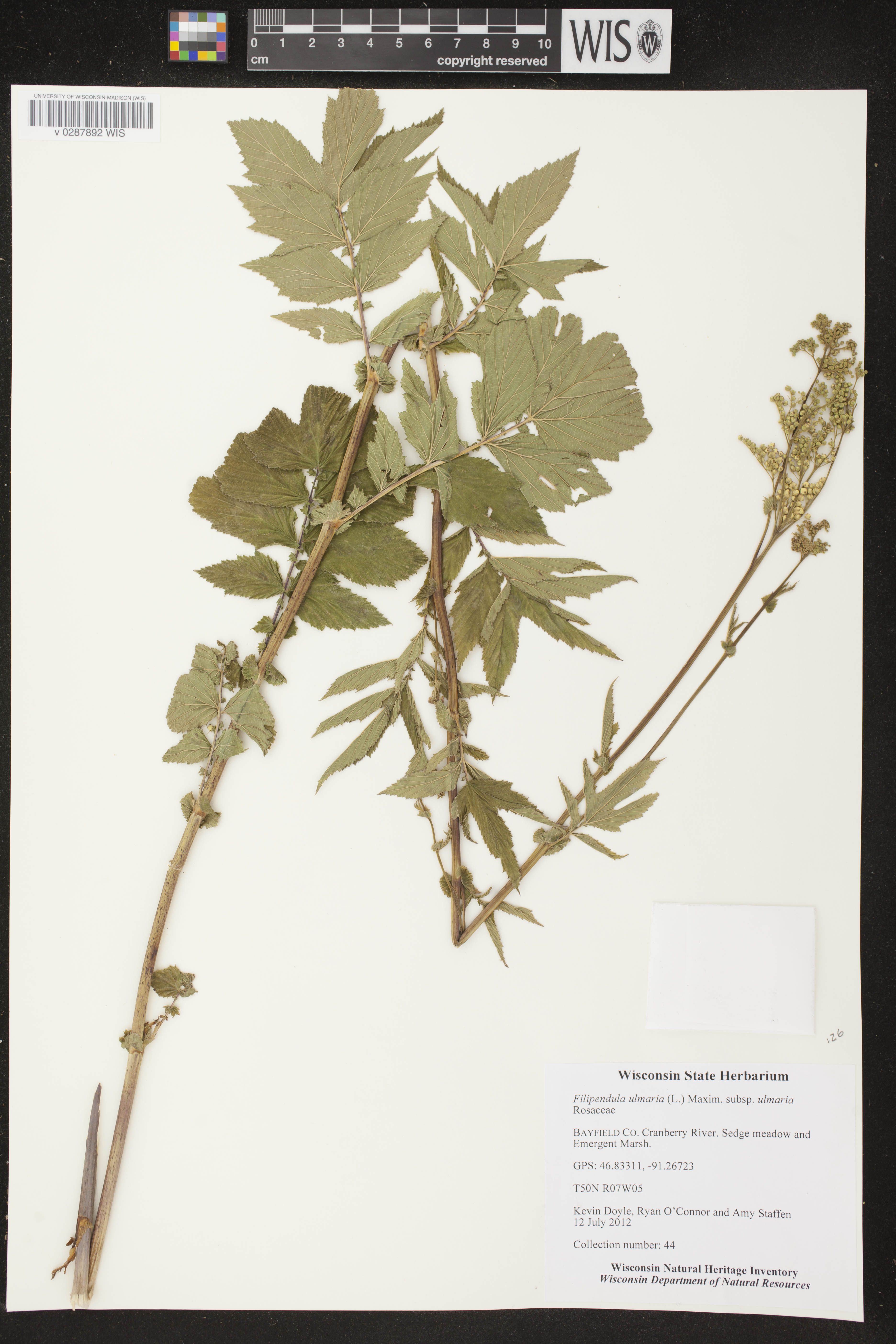 Filipendula ulmaria subsp. ulmaria image