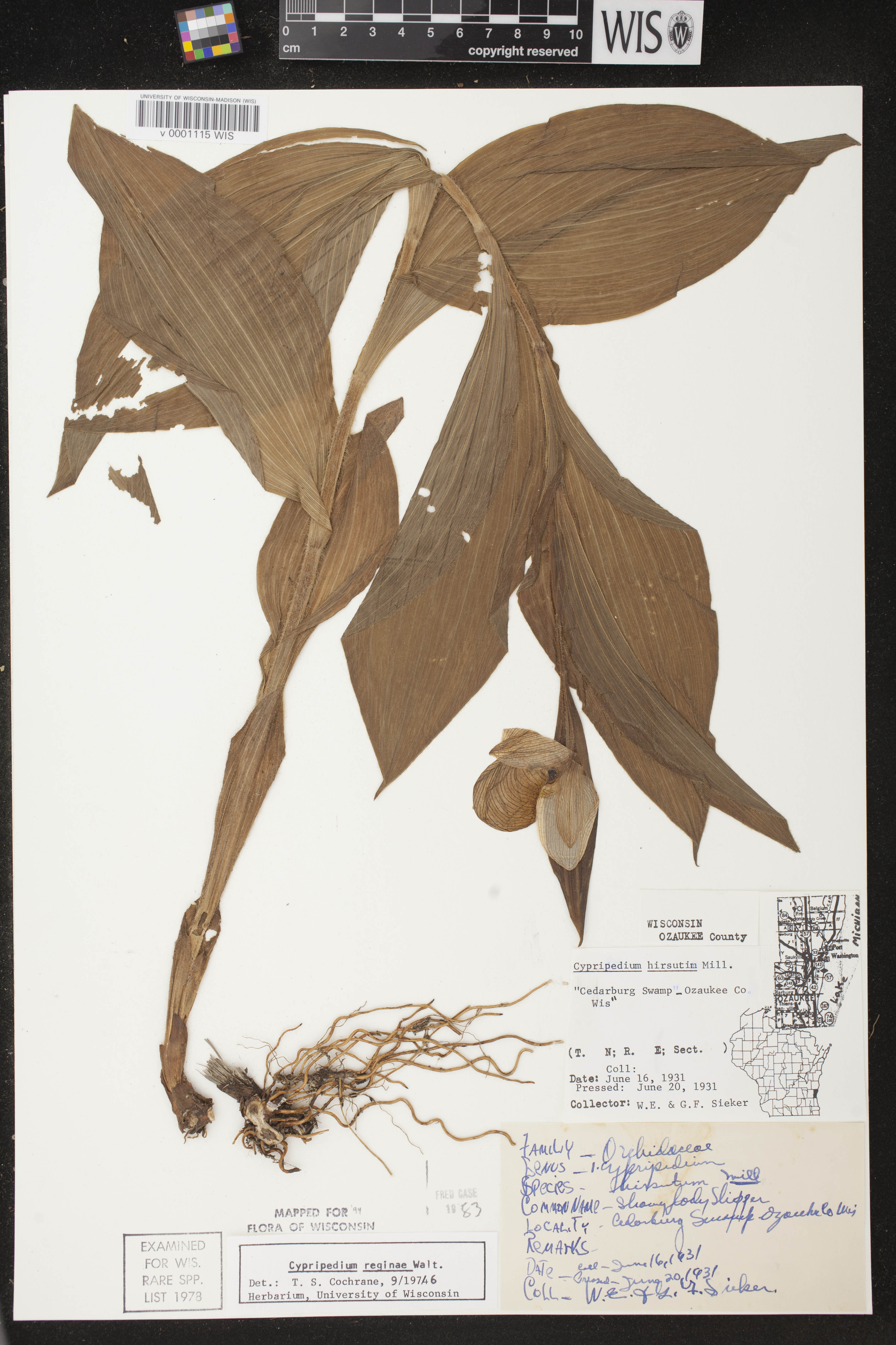 Cypripedium reginae image