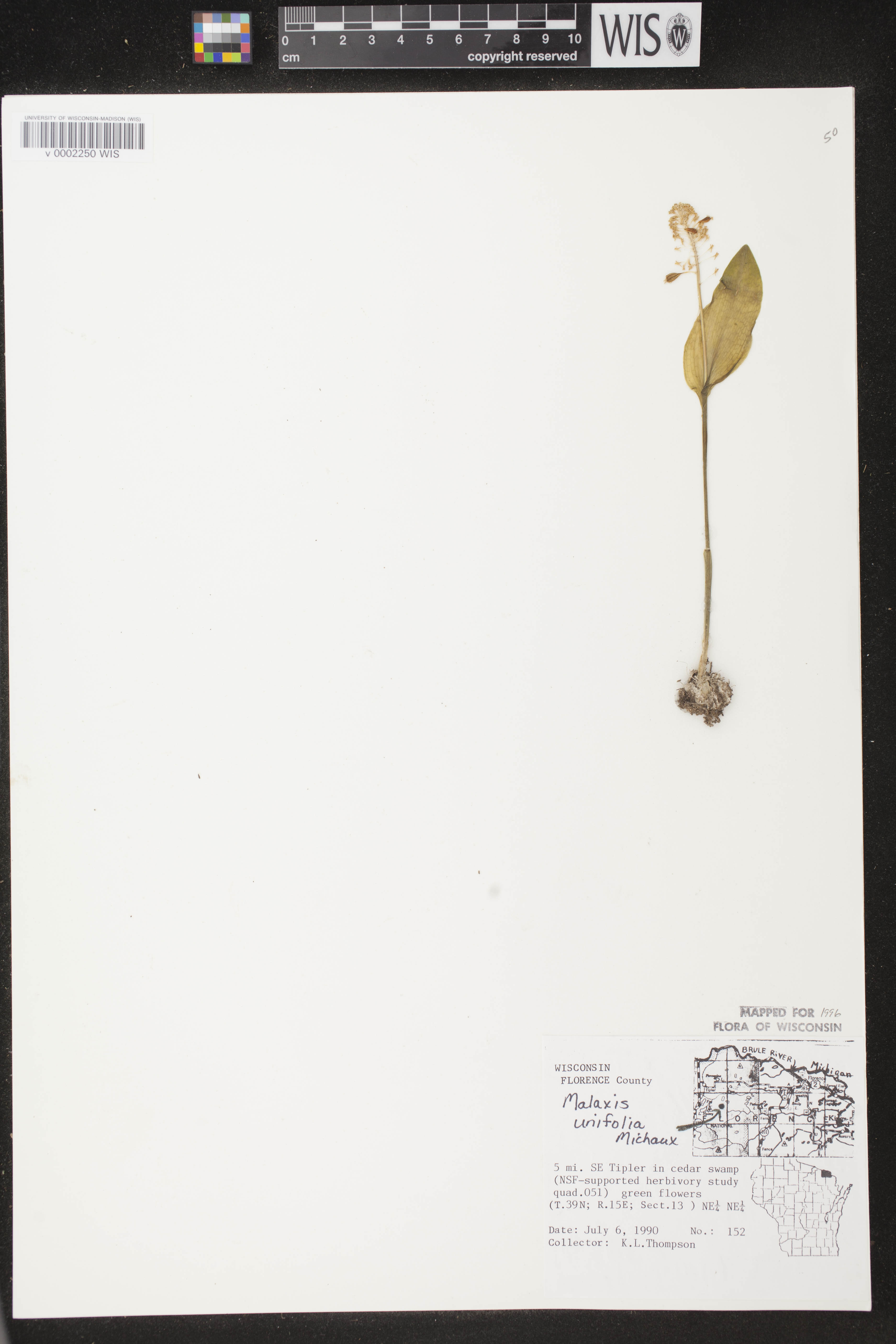 Malaxis unifolia image
