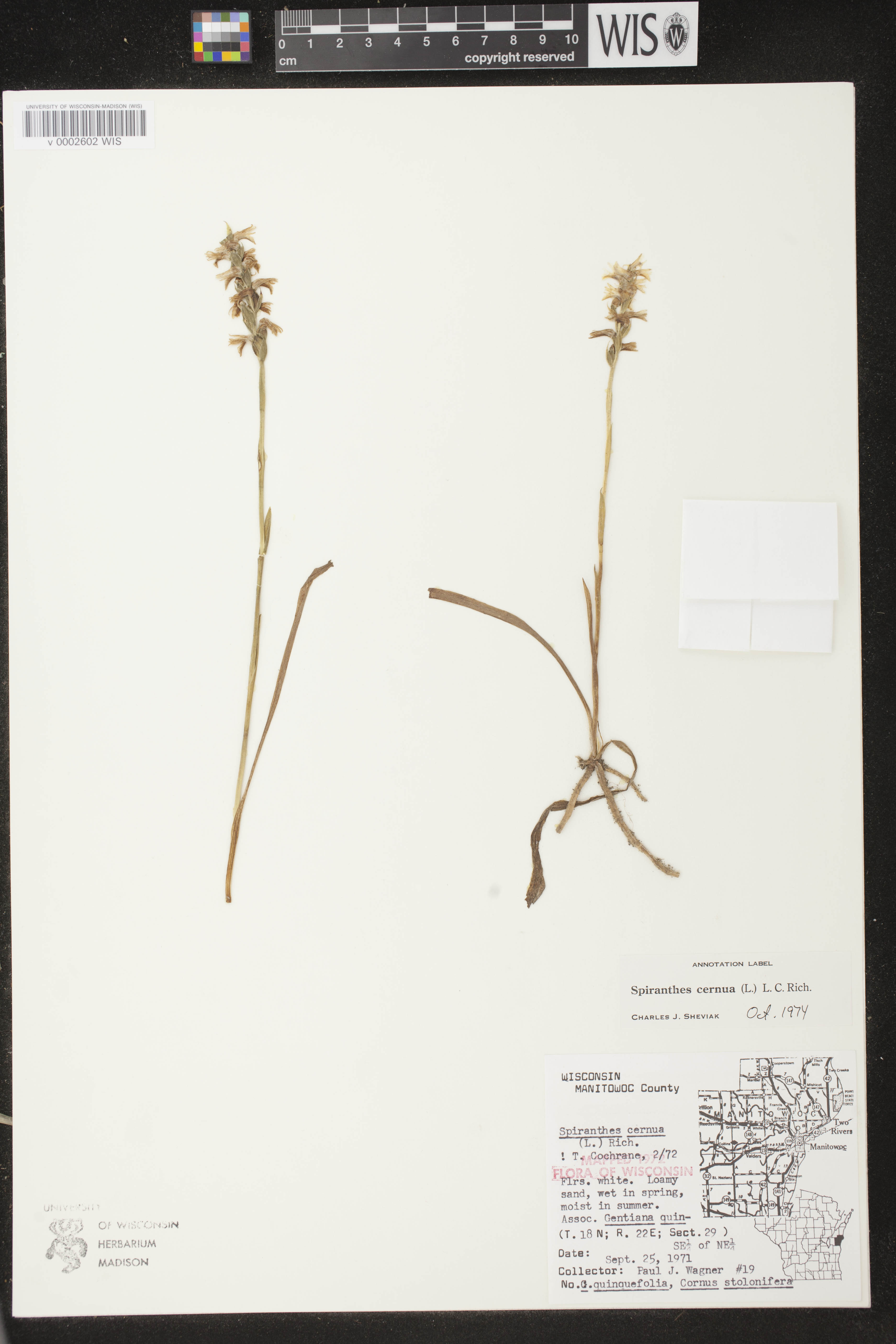 Spiranthes cernua image