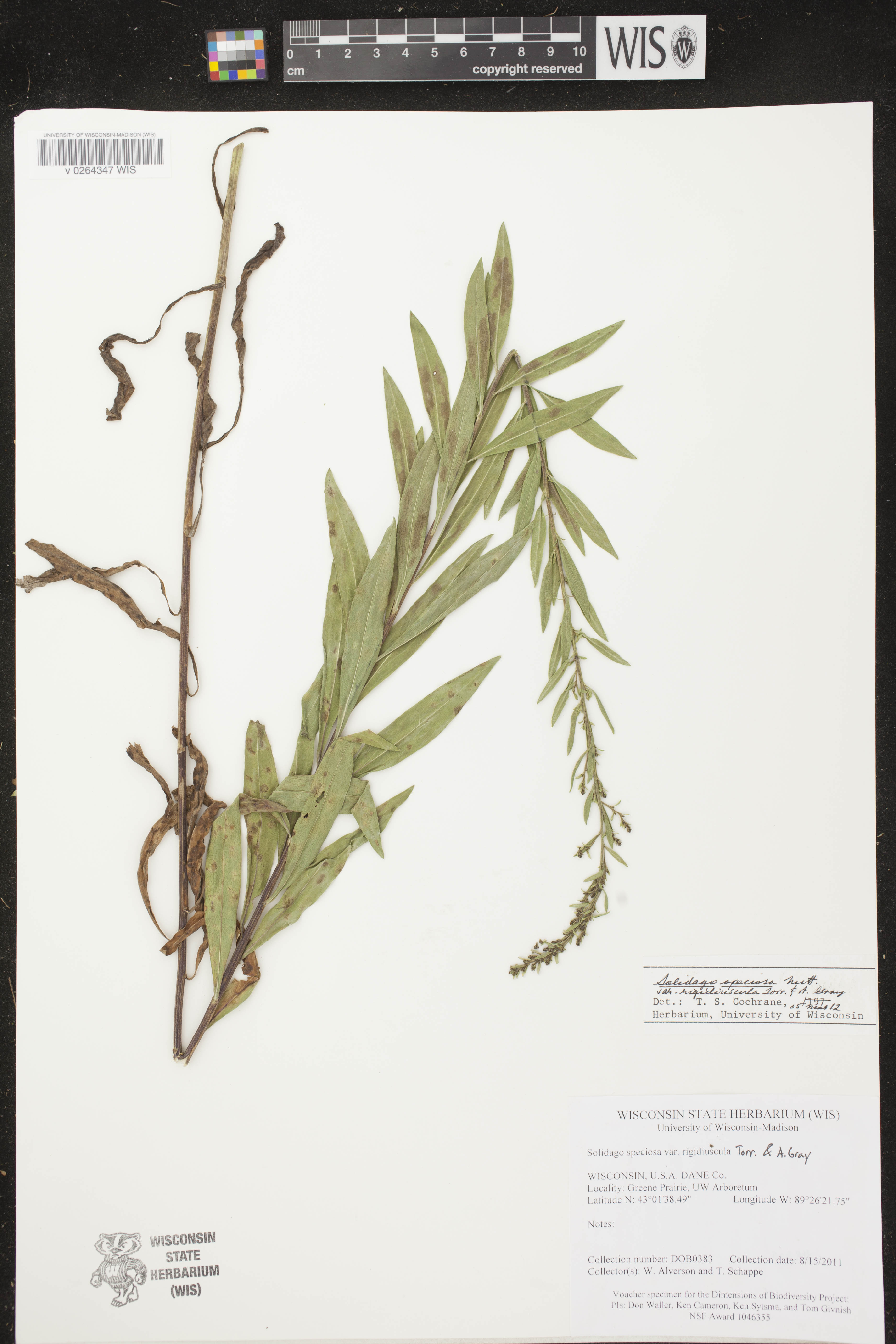Solidago speciosa subsp. speciosa var. rigidiuscula image