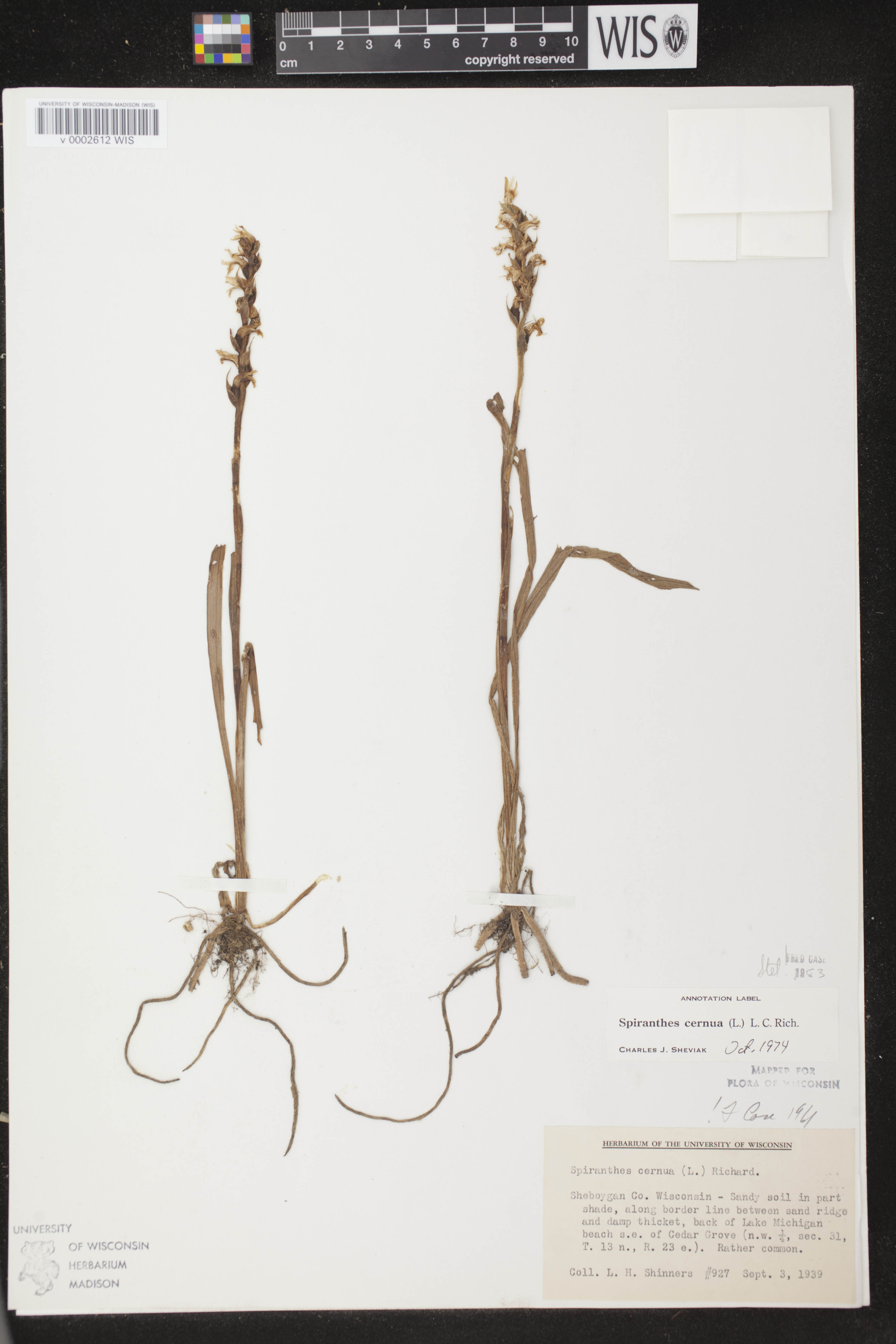 Spiranthes cernua image