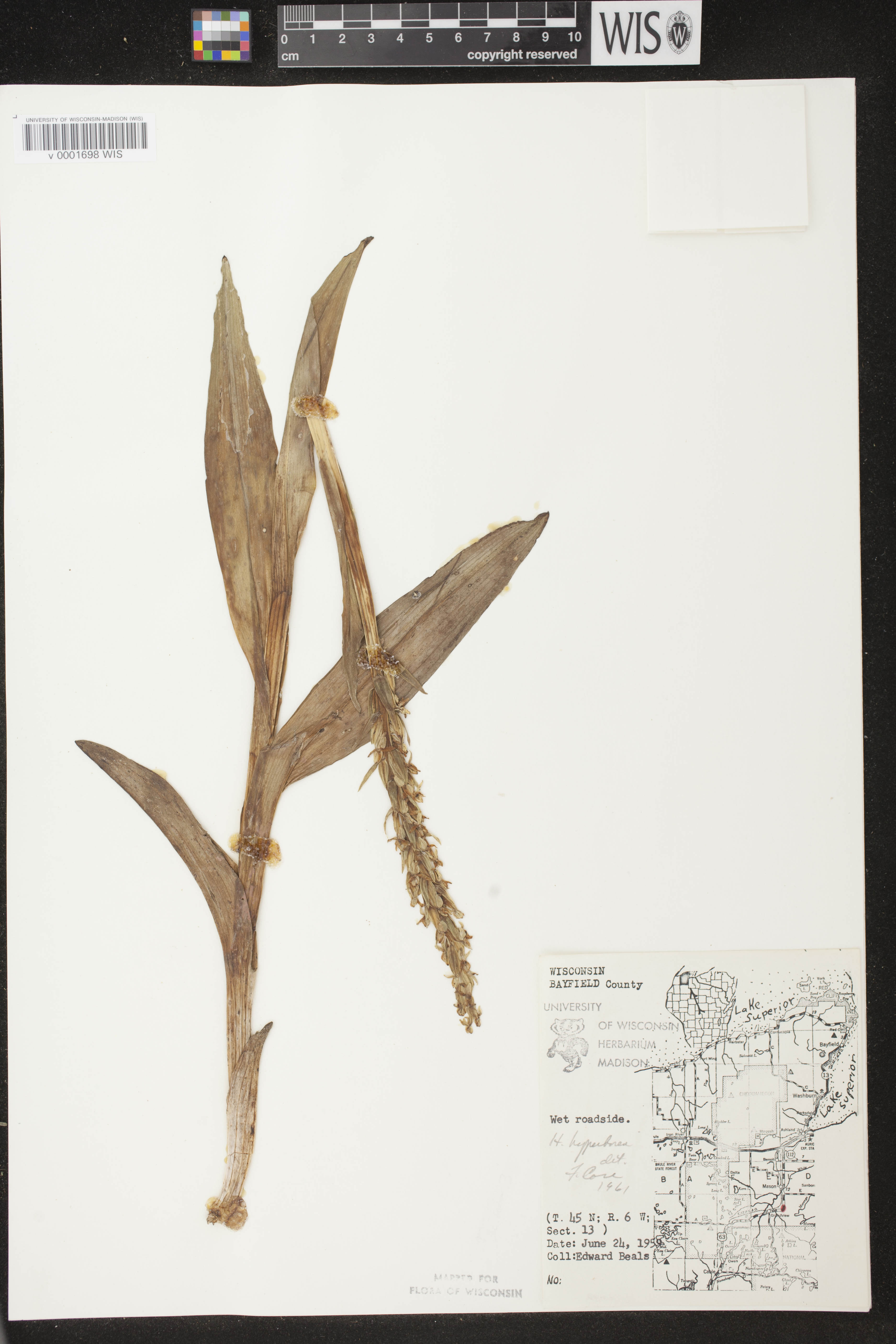 Platanthera huronensis image