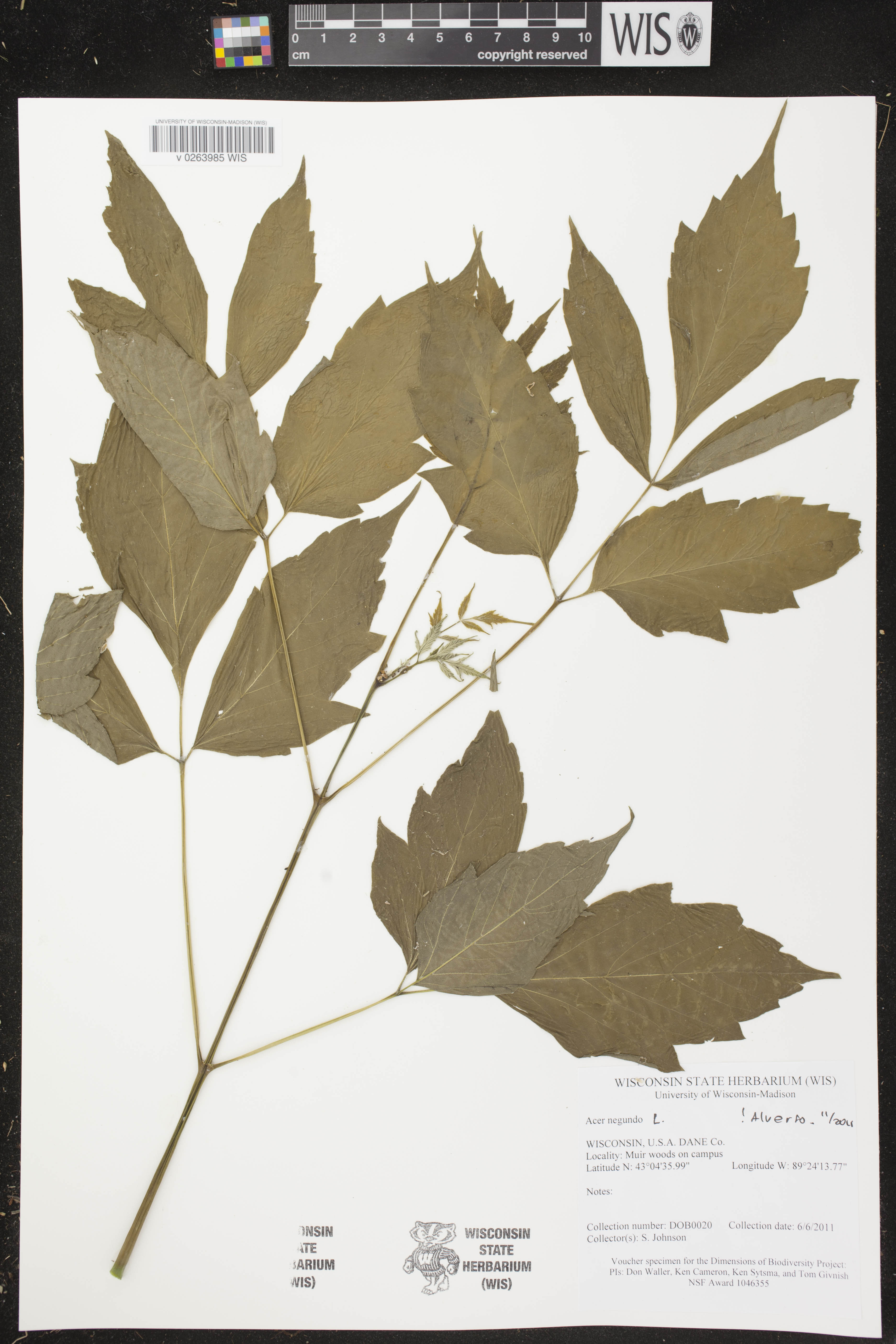 Acer negundo image