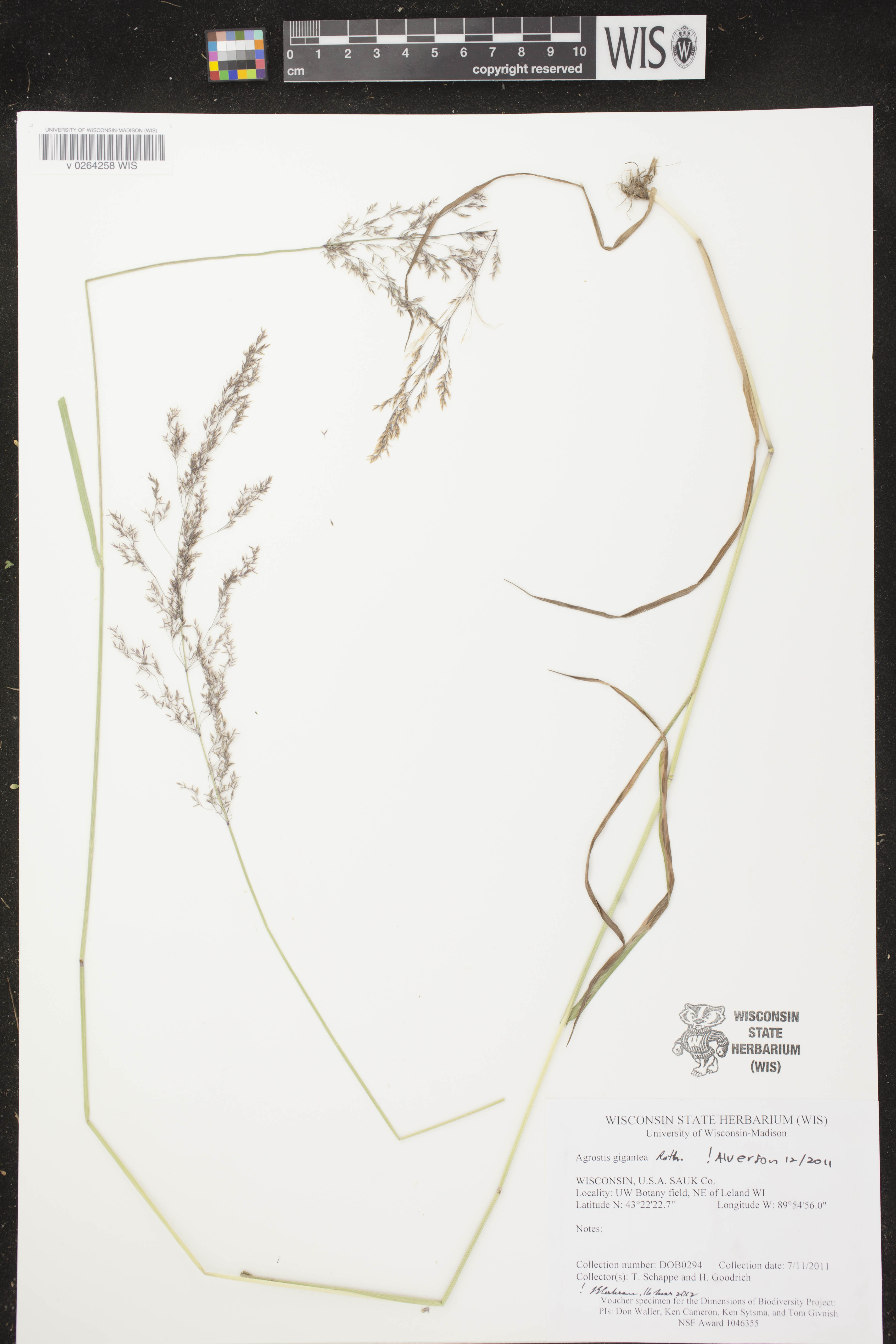 Agrostis gigantea image