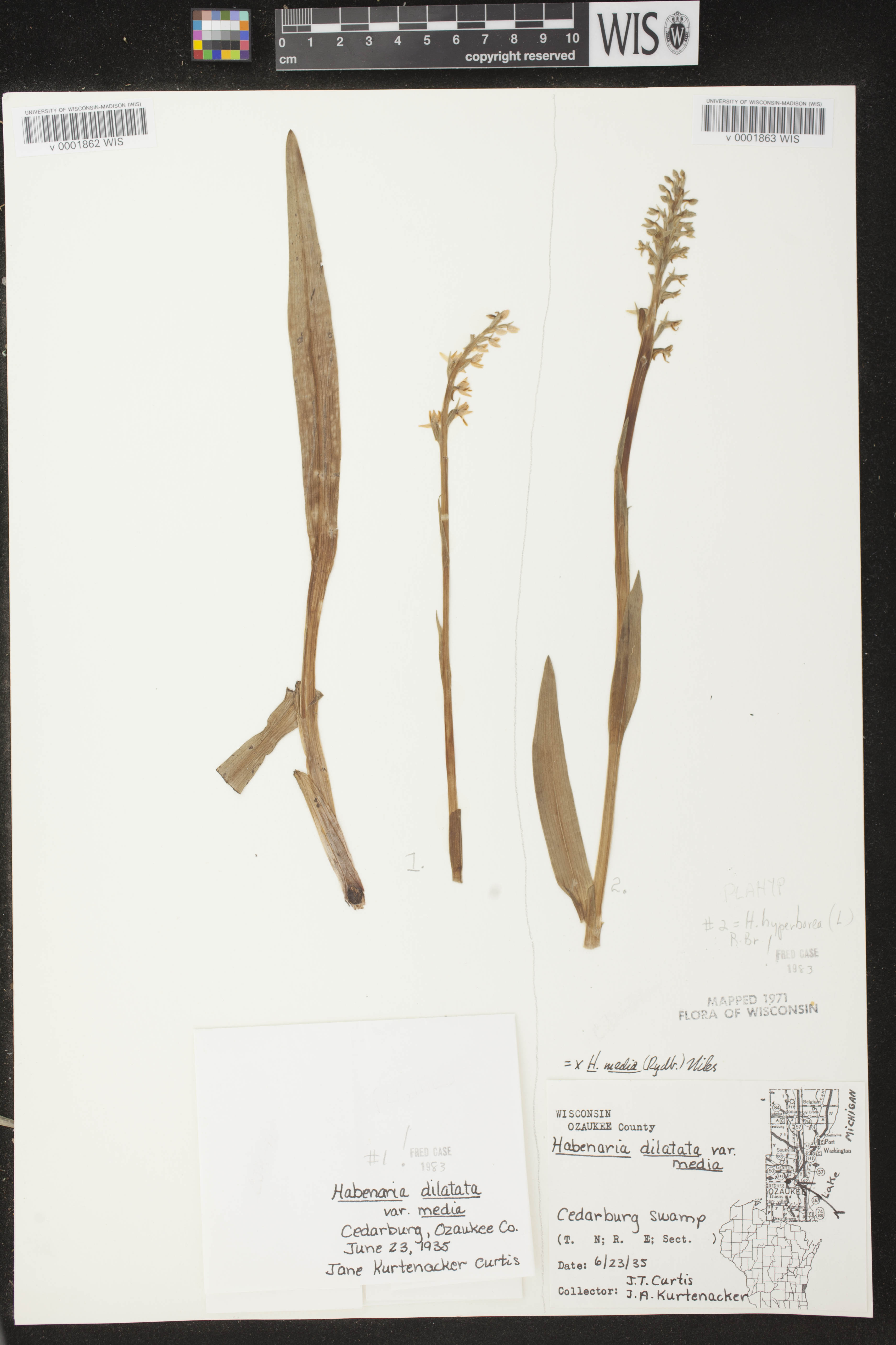 Platanthera huronensis image