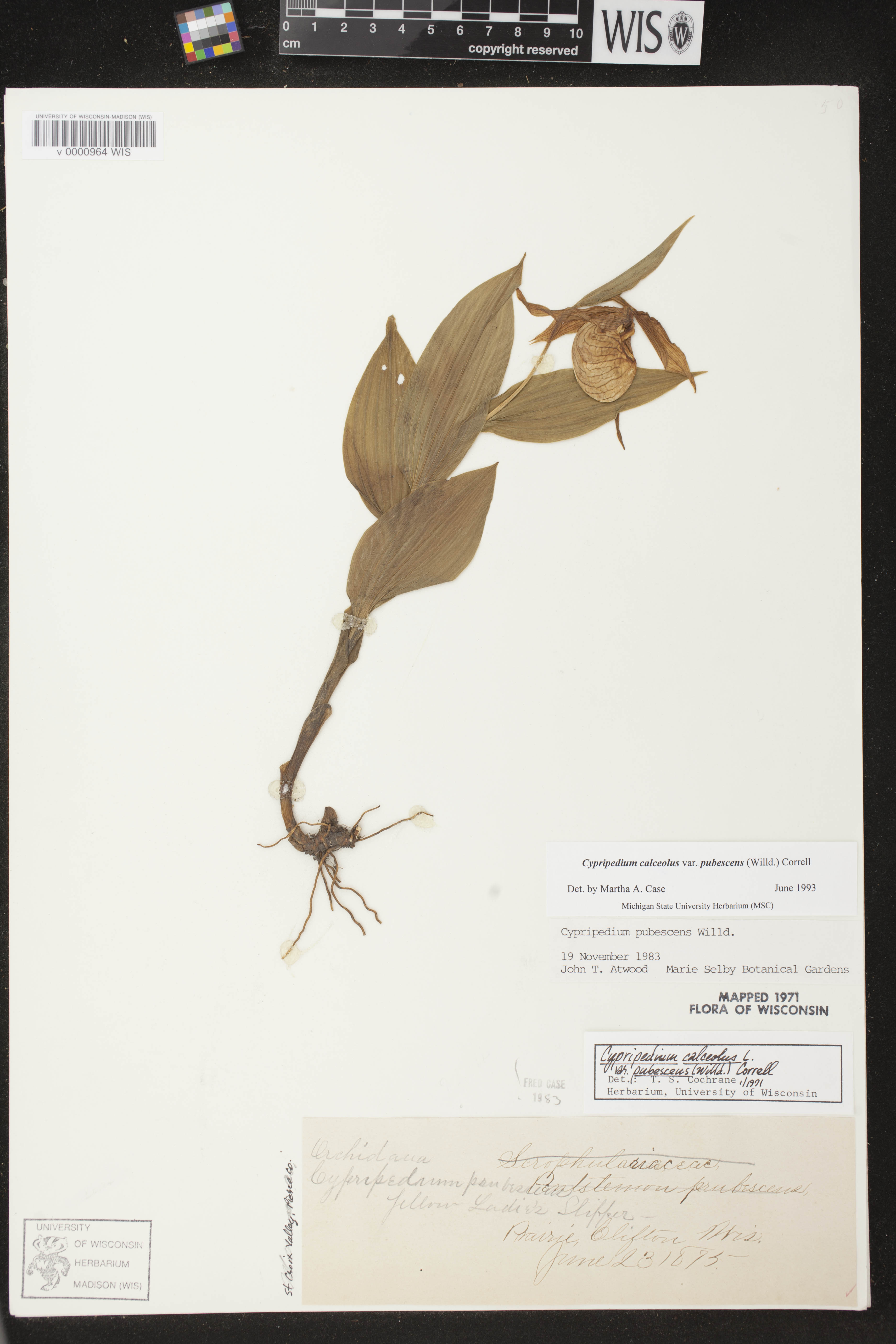 Cypripedium parviflorum var. pubescens image