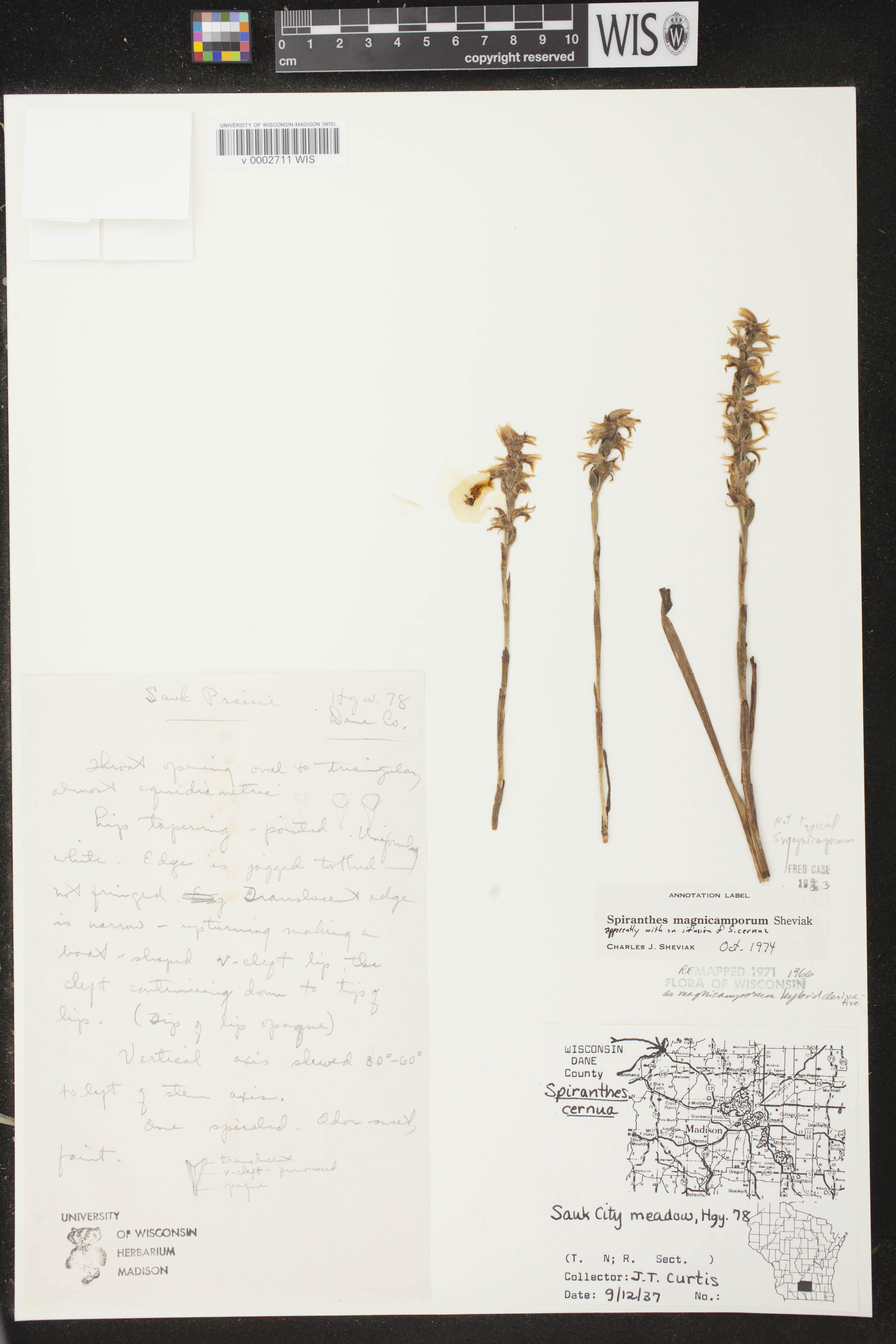 Spiranthes magnicamporum image