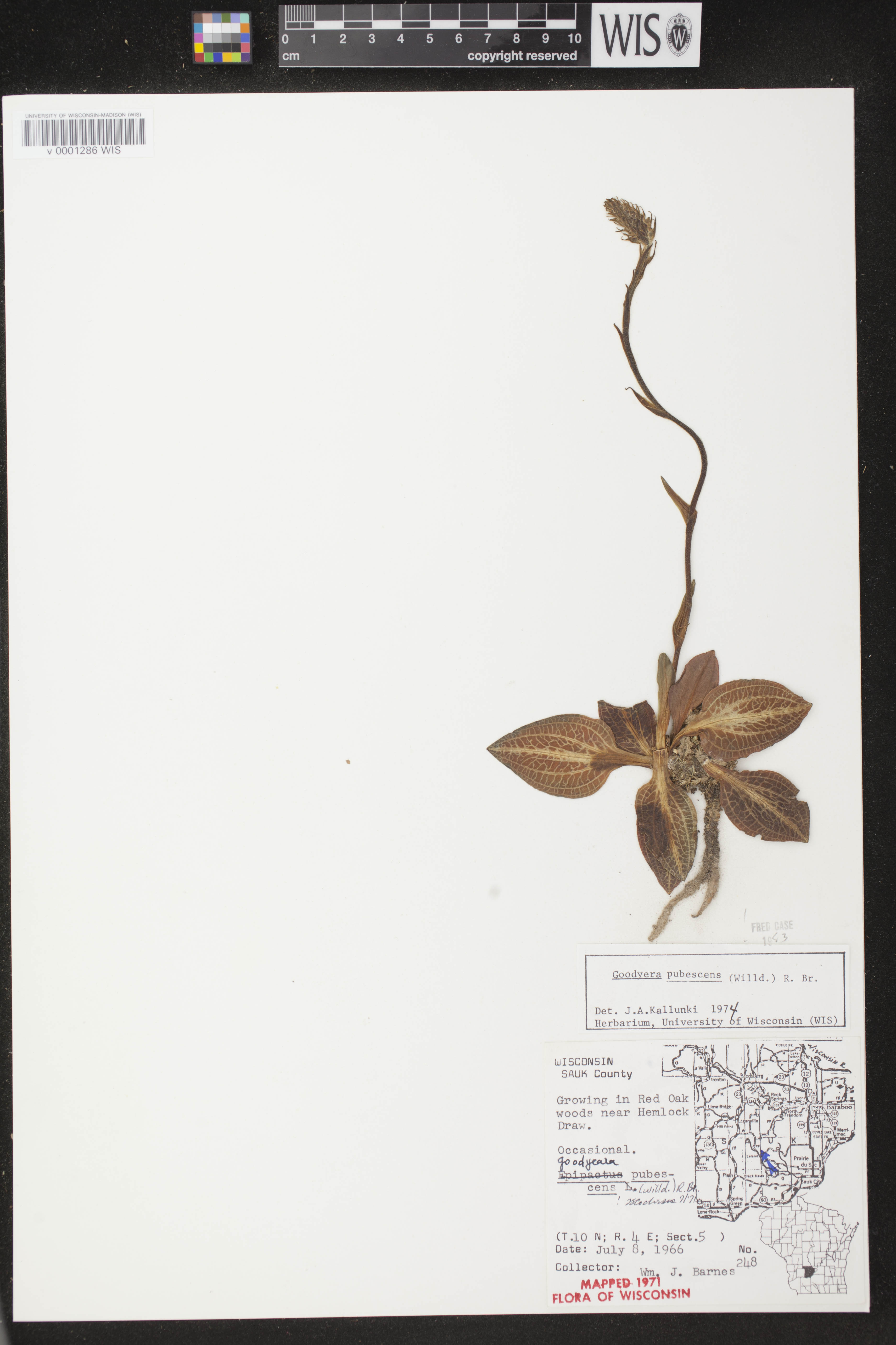 Goodyera pubescens image