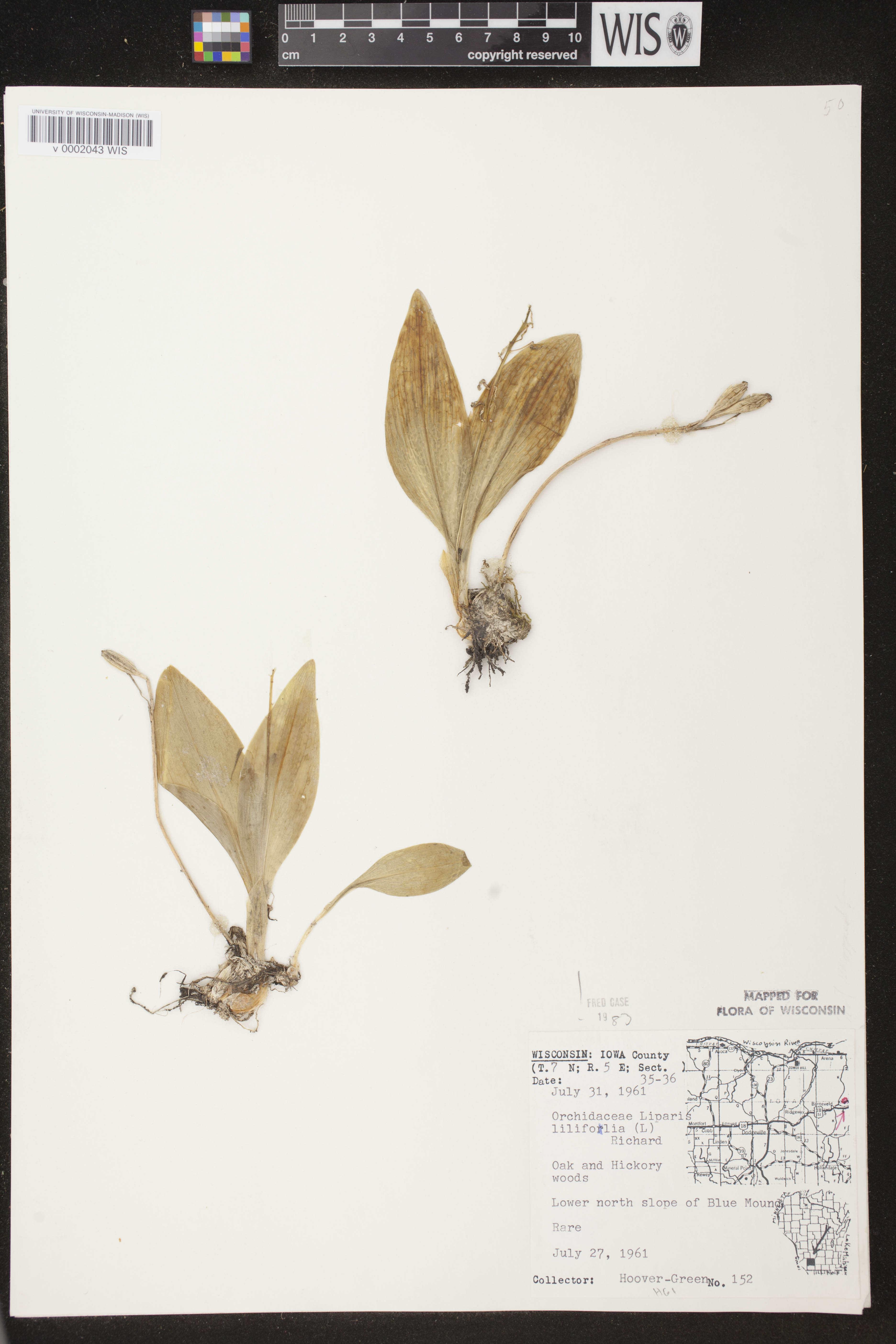 Liparis liliifolia image