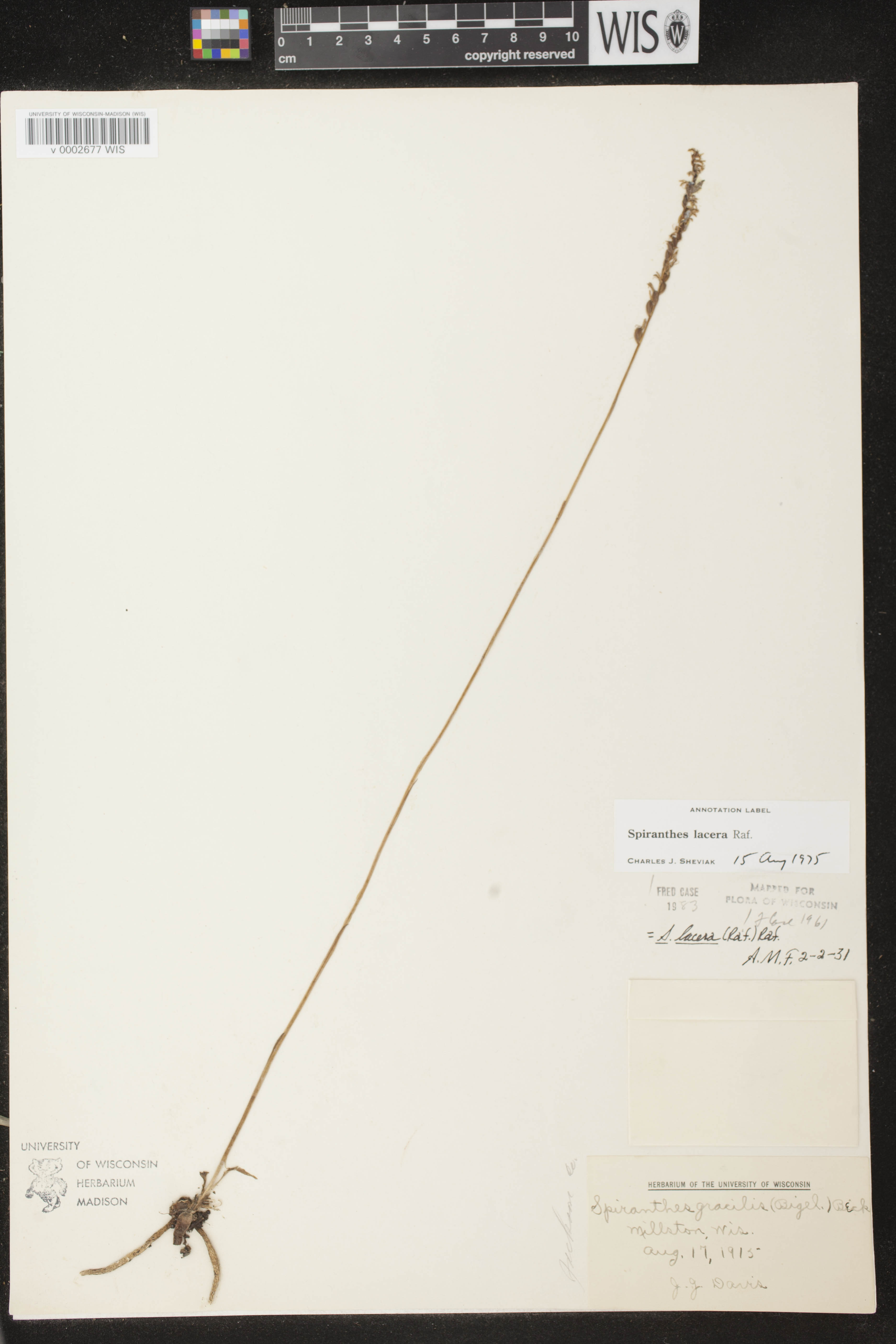 Spiranthes lacera var. lacera image