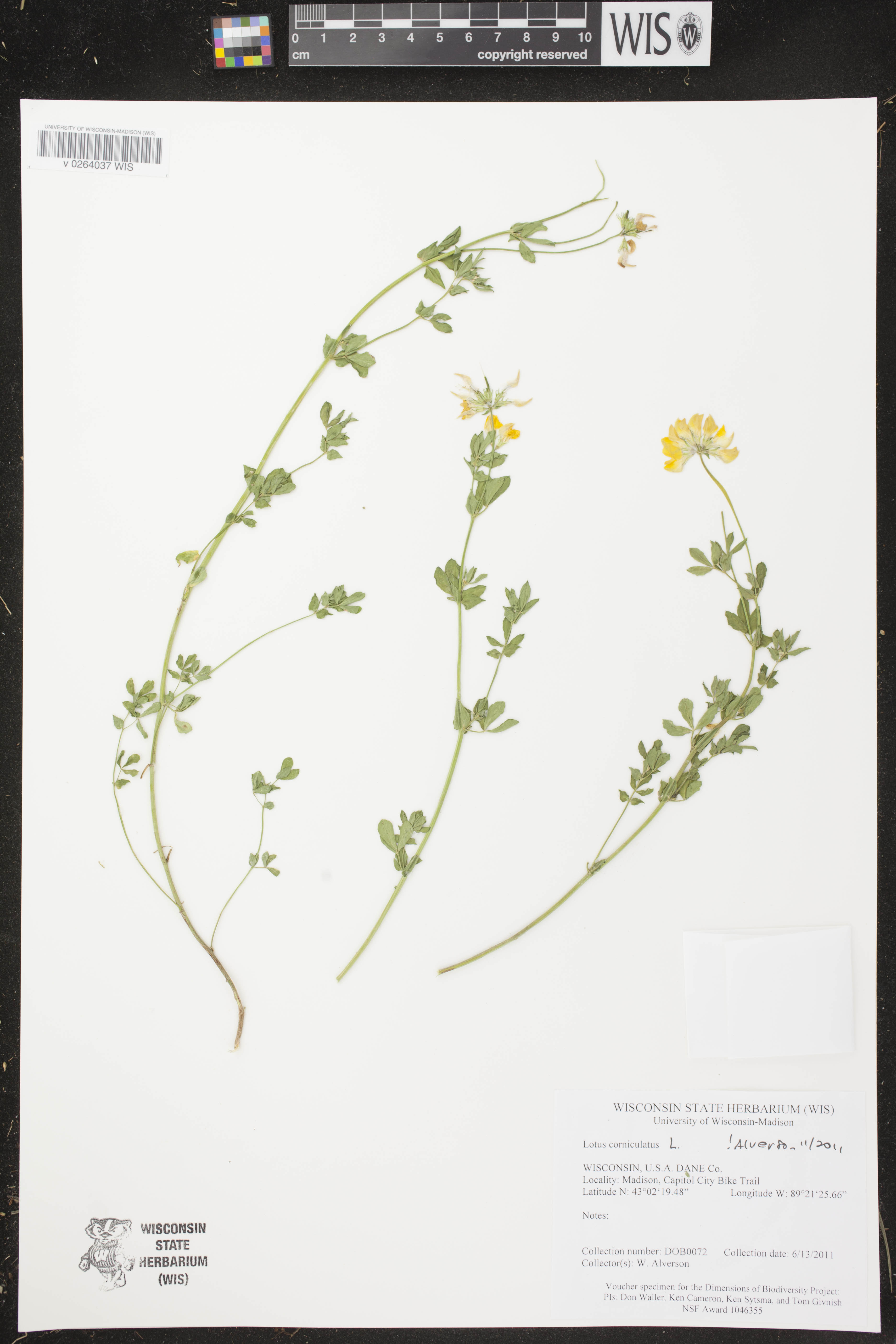 Lotus corniculatus image