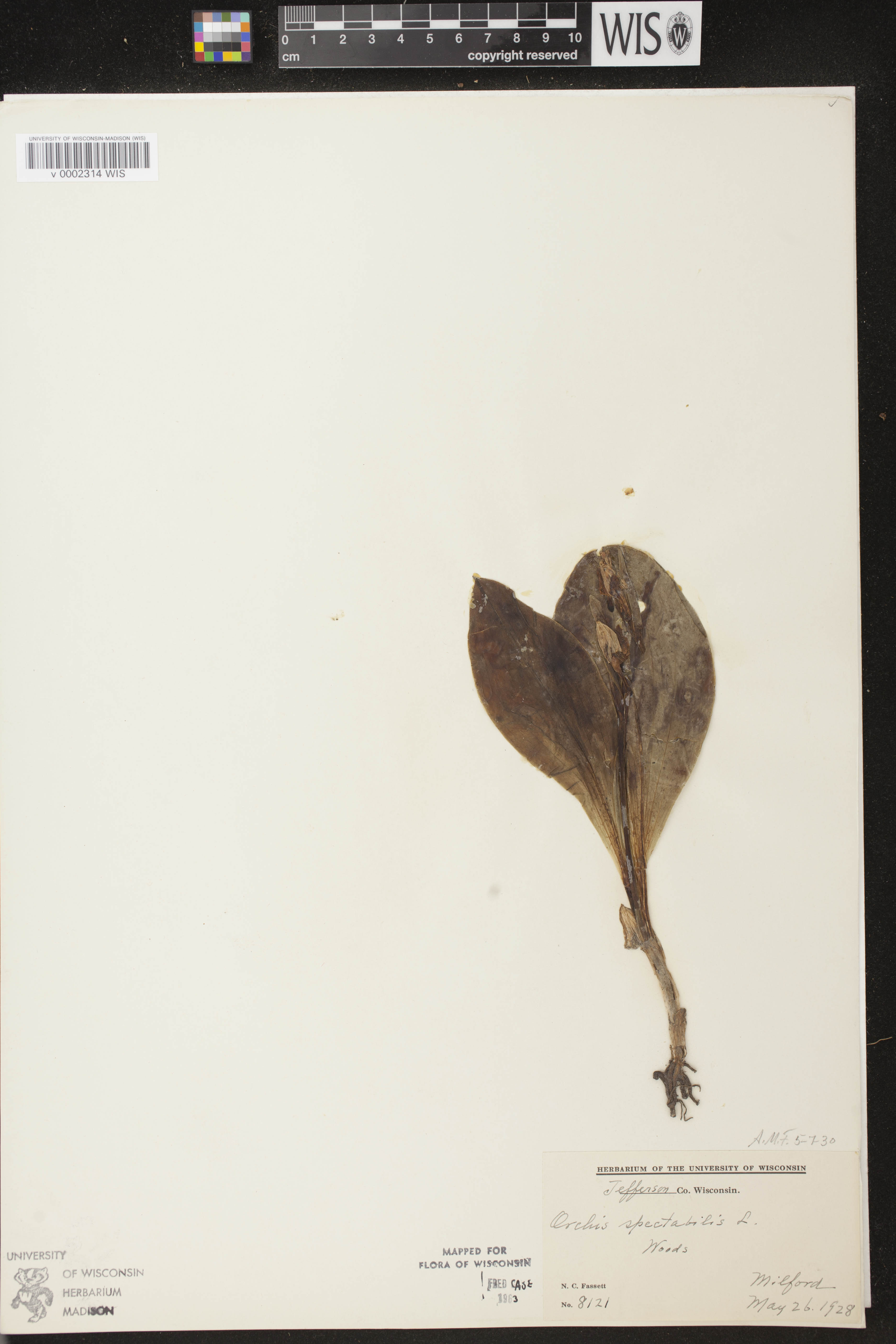Galearis spectabilis image