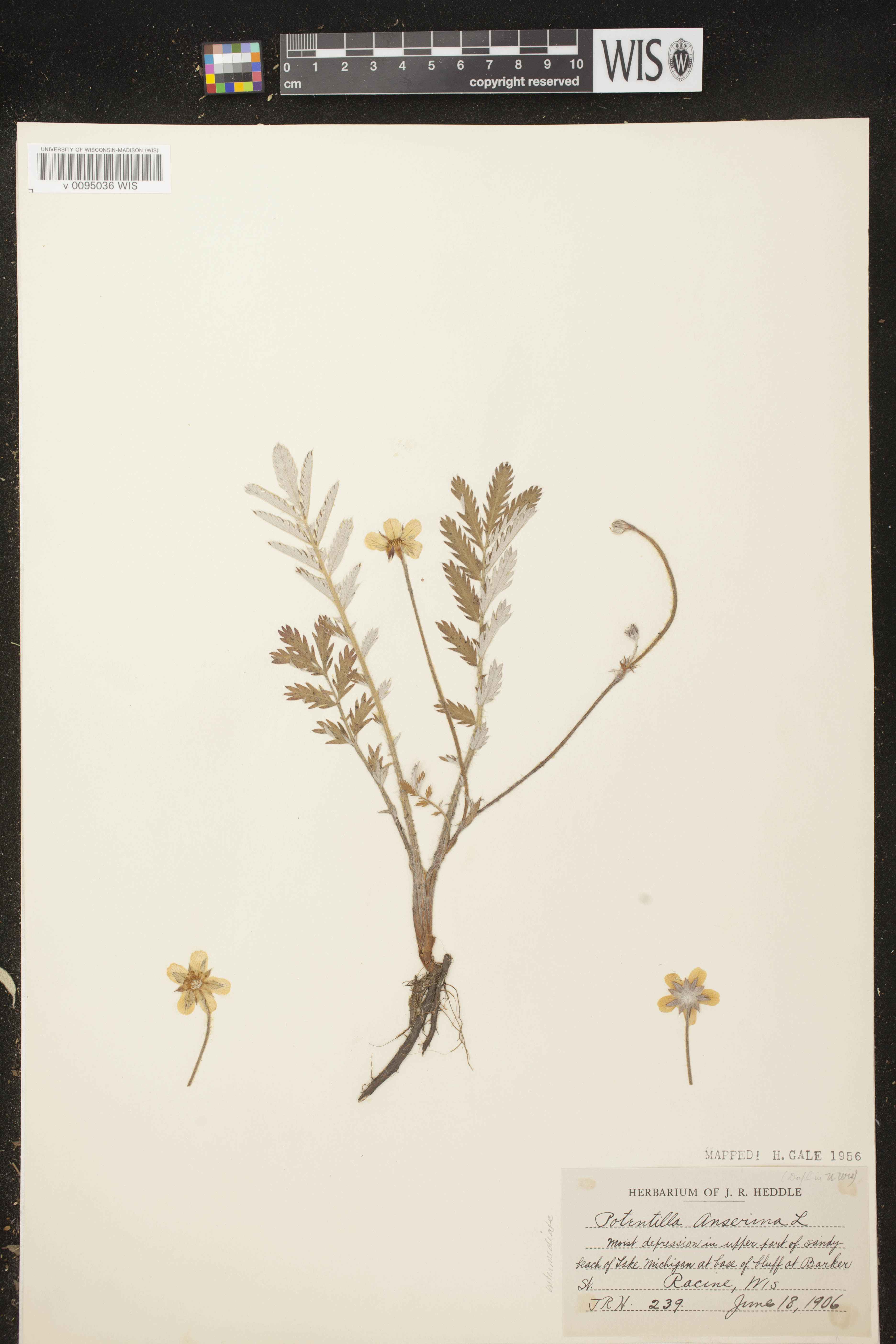 Potentilla anserina subsp. anserina image