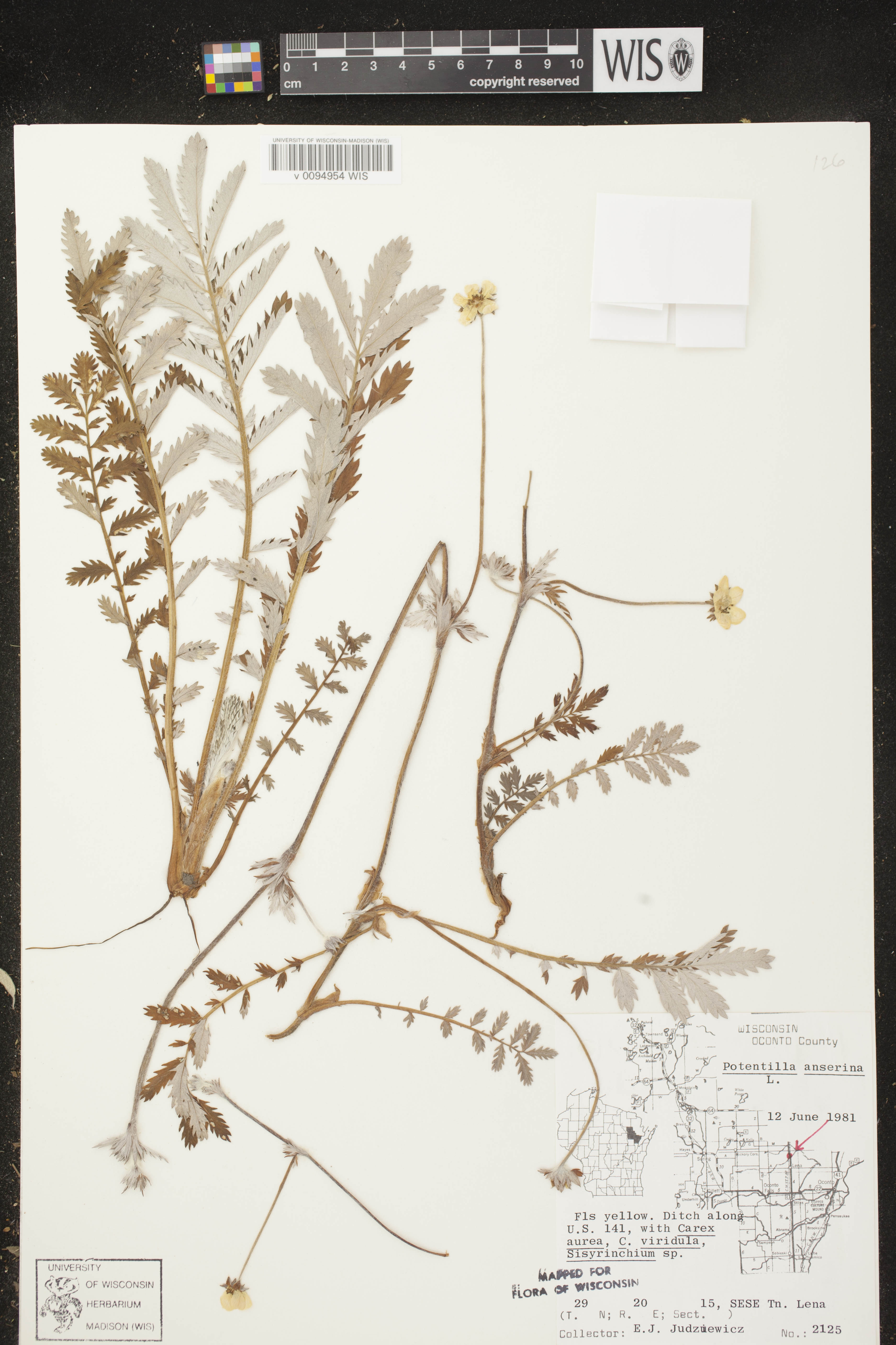 Potentilla anserina subsp. anserina image