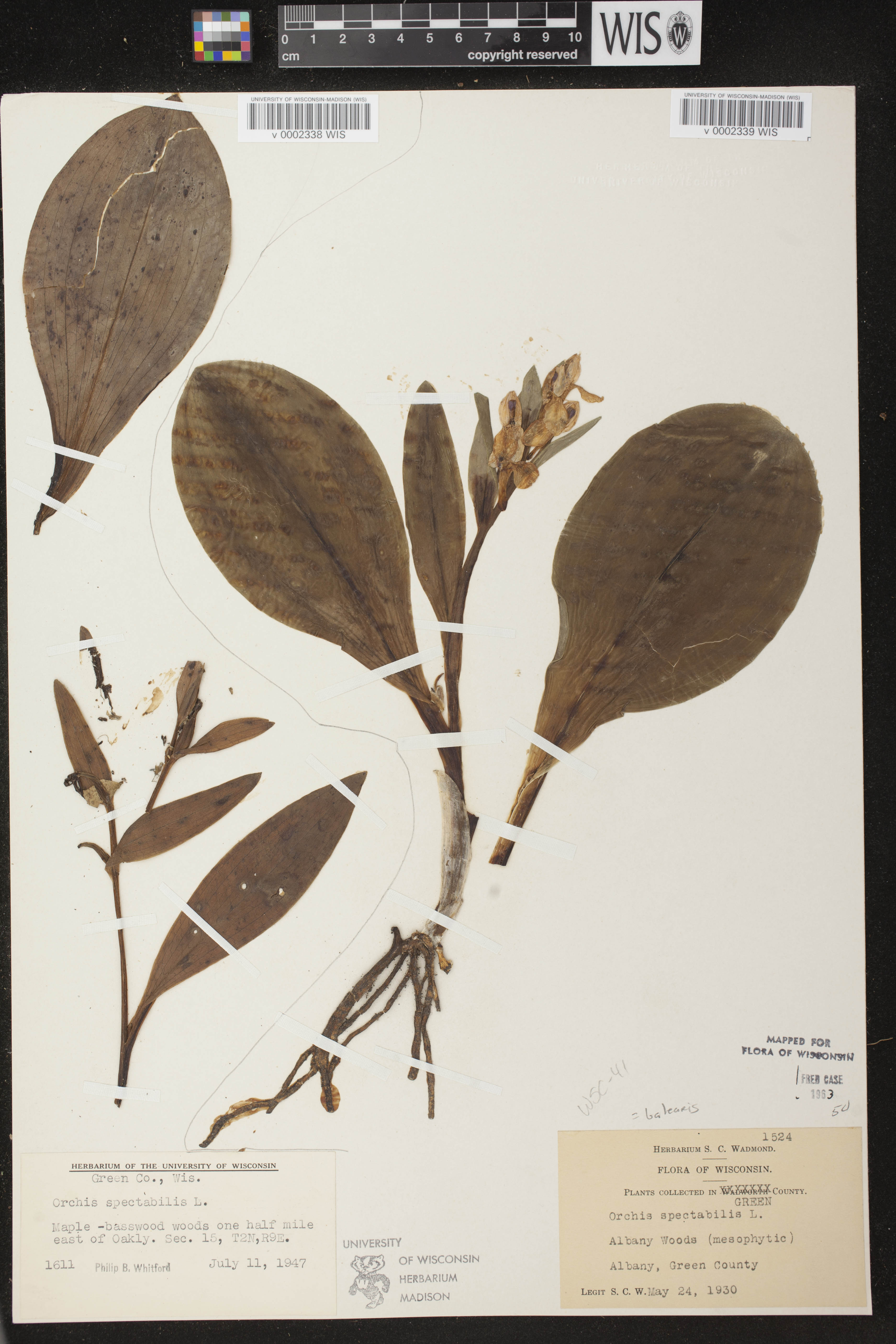 Galearis spectabilis image