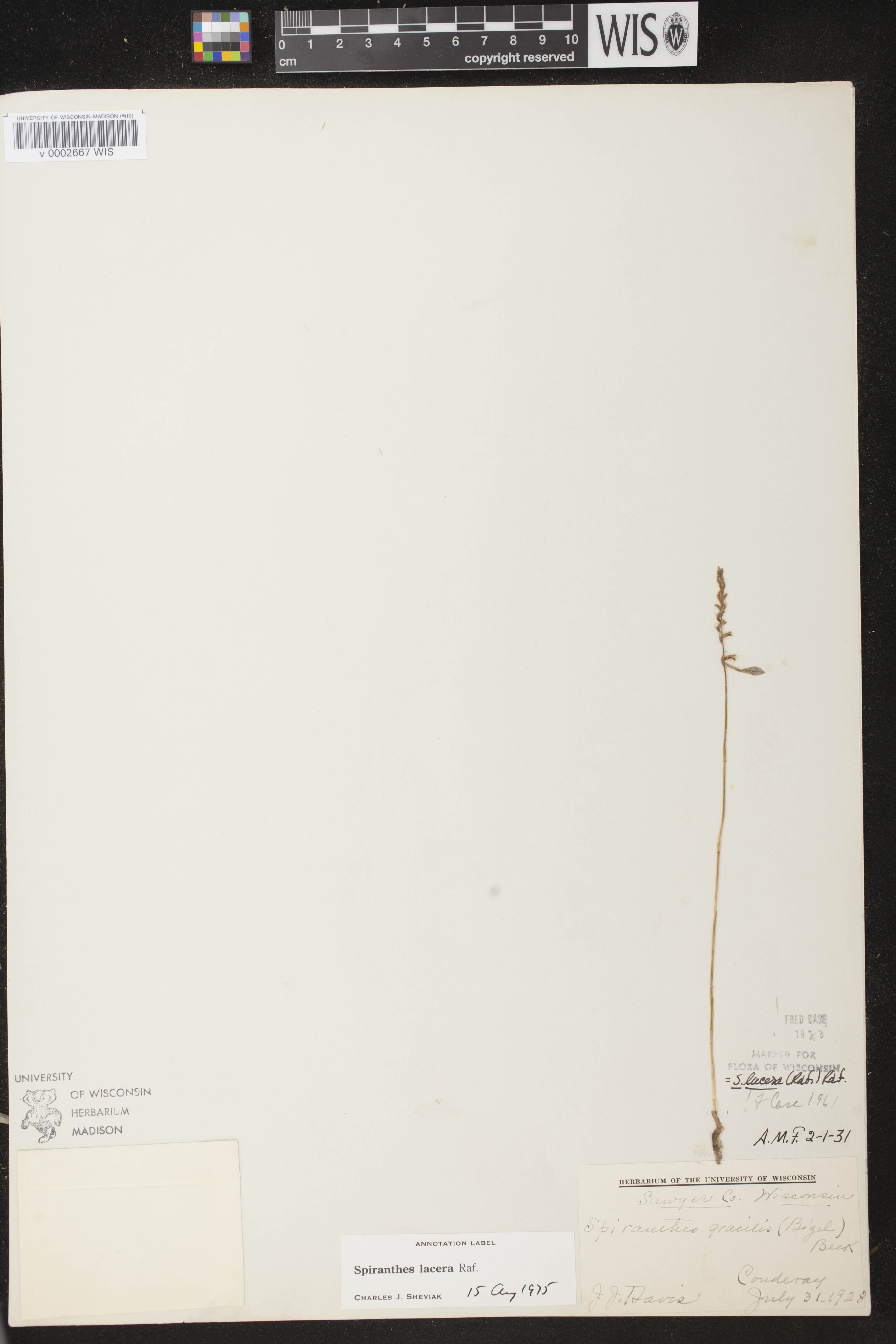 Spiranthes lacera var. lacera image