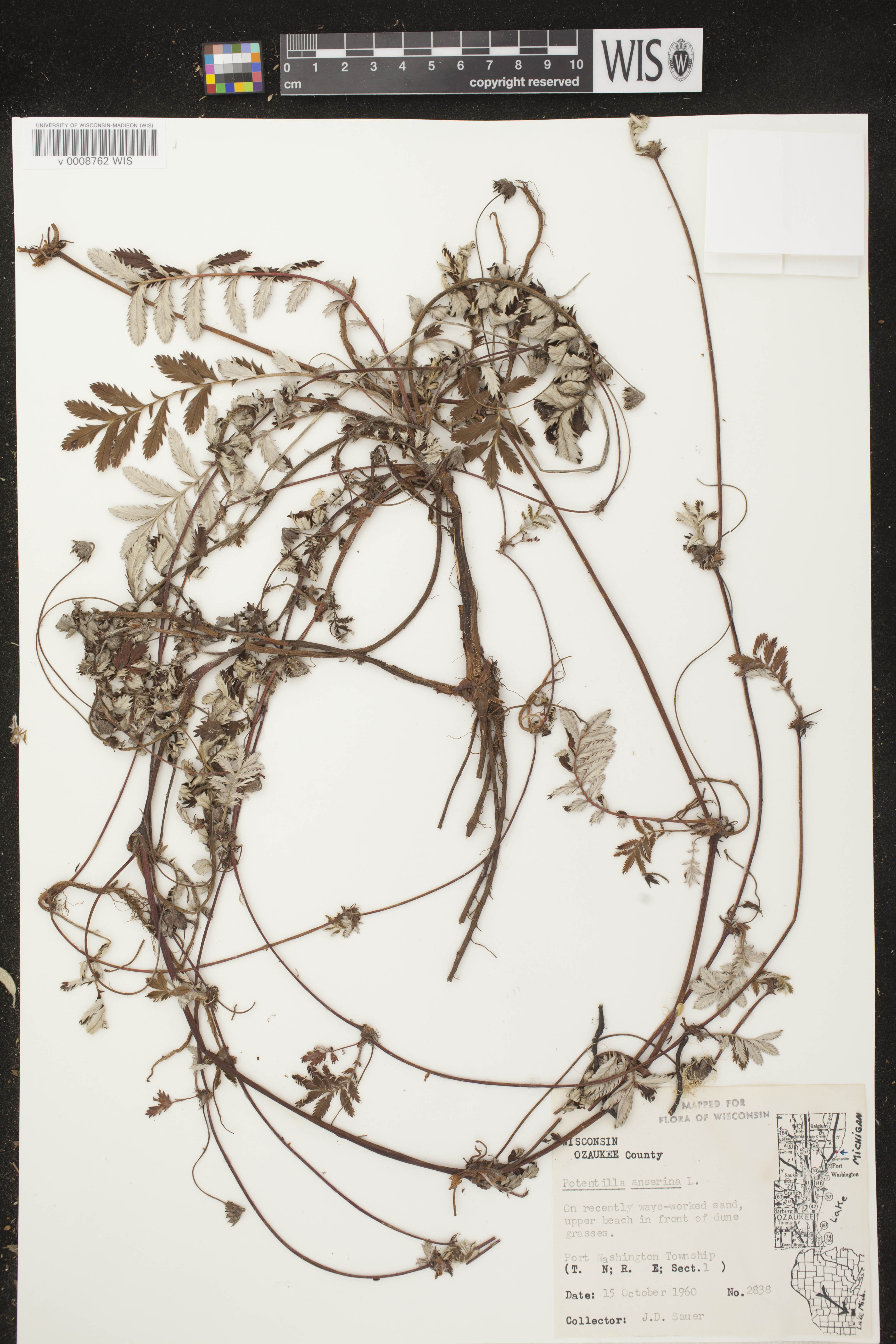 Potentilla anserina subsp. anserina image