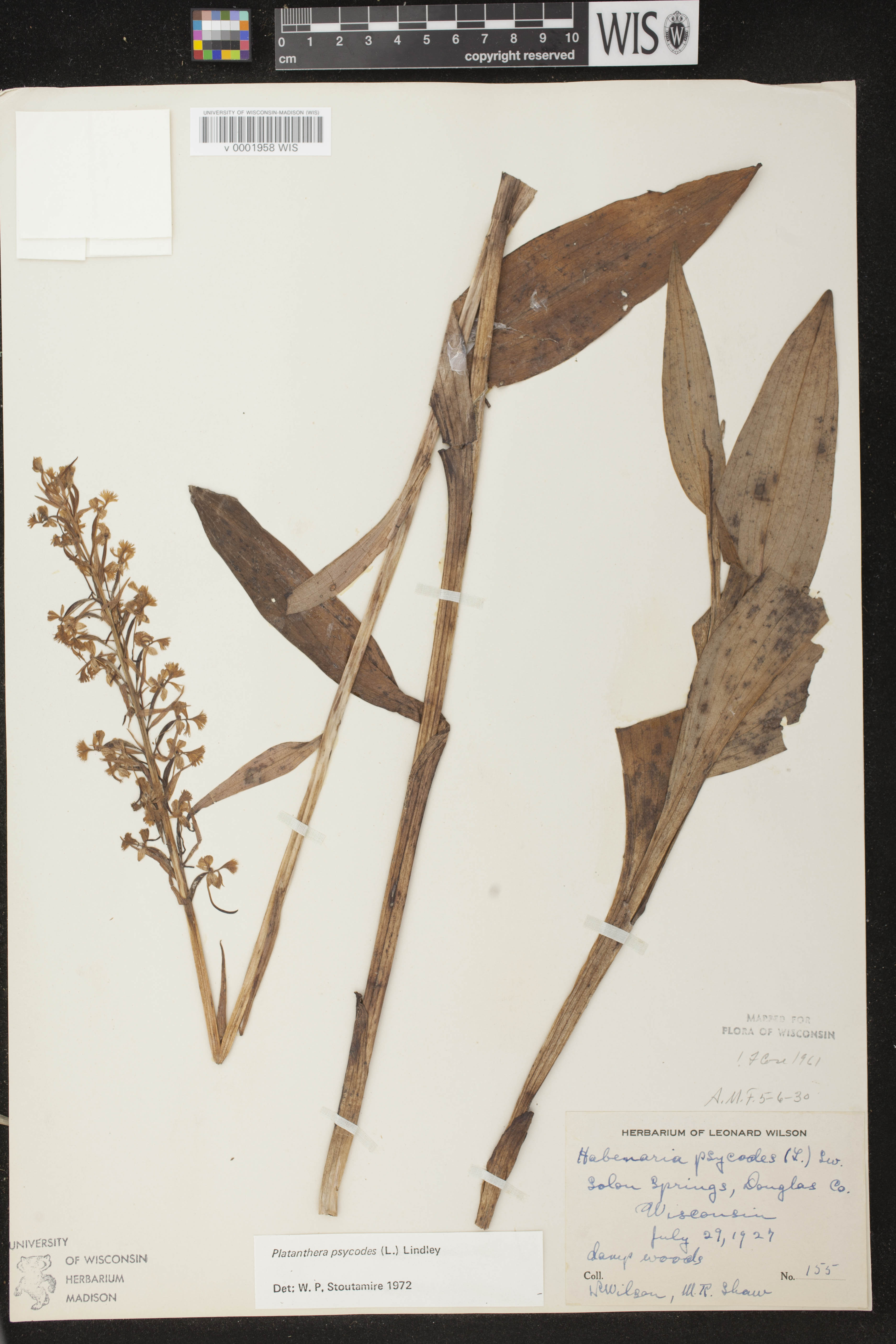 Platanthera psycodes image