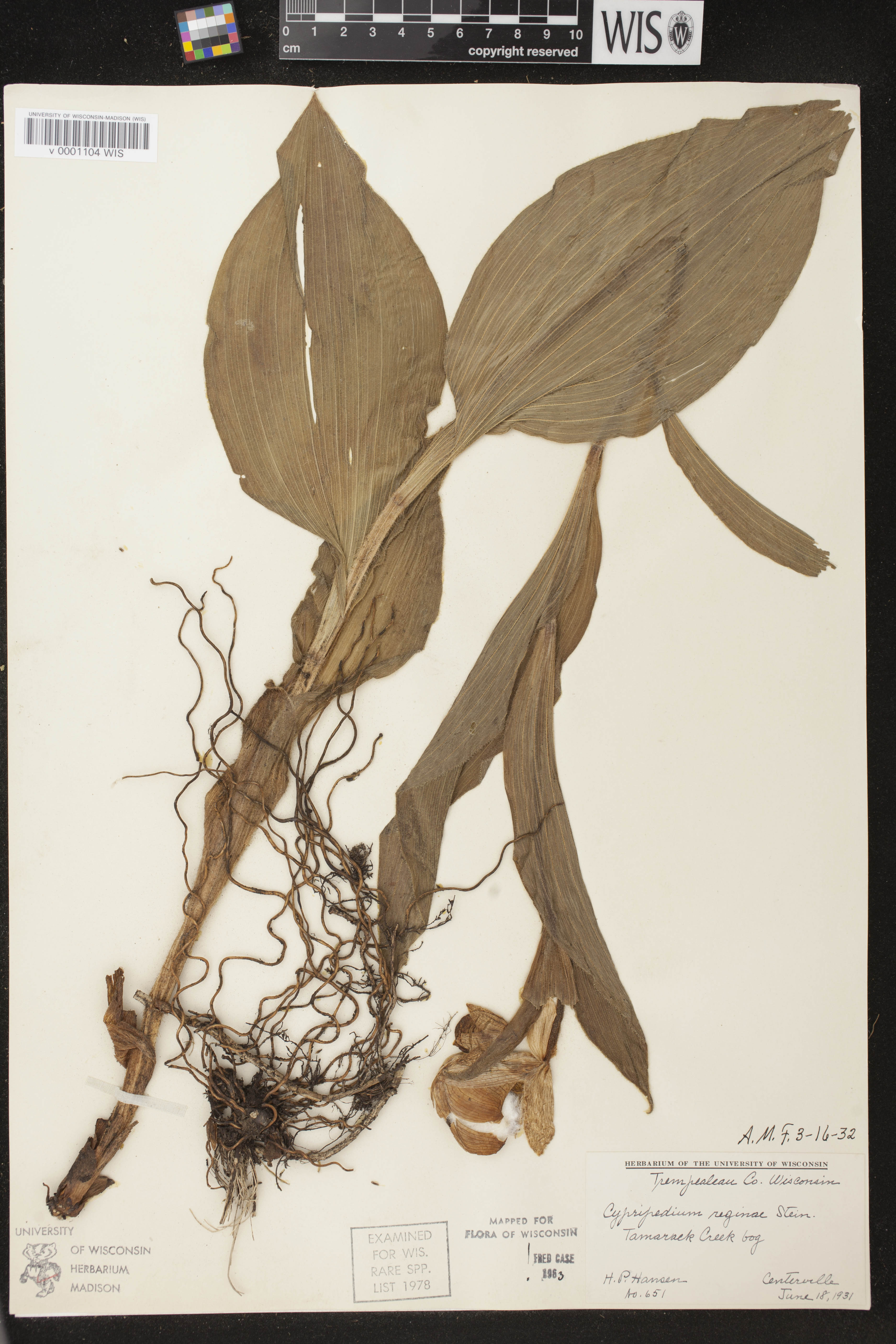 Cypripedium reginae image