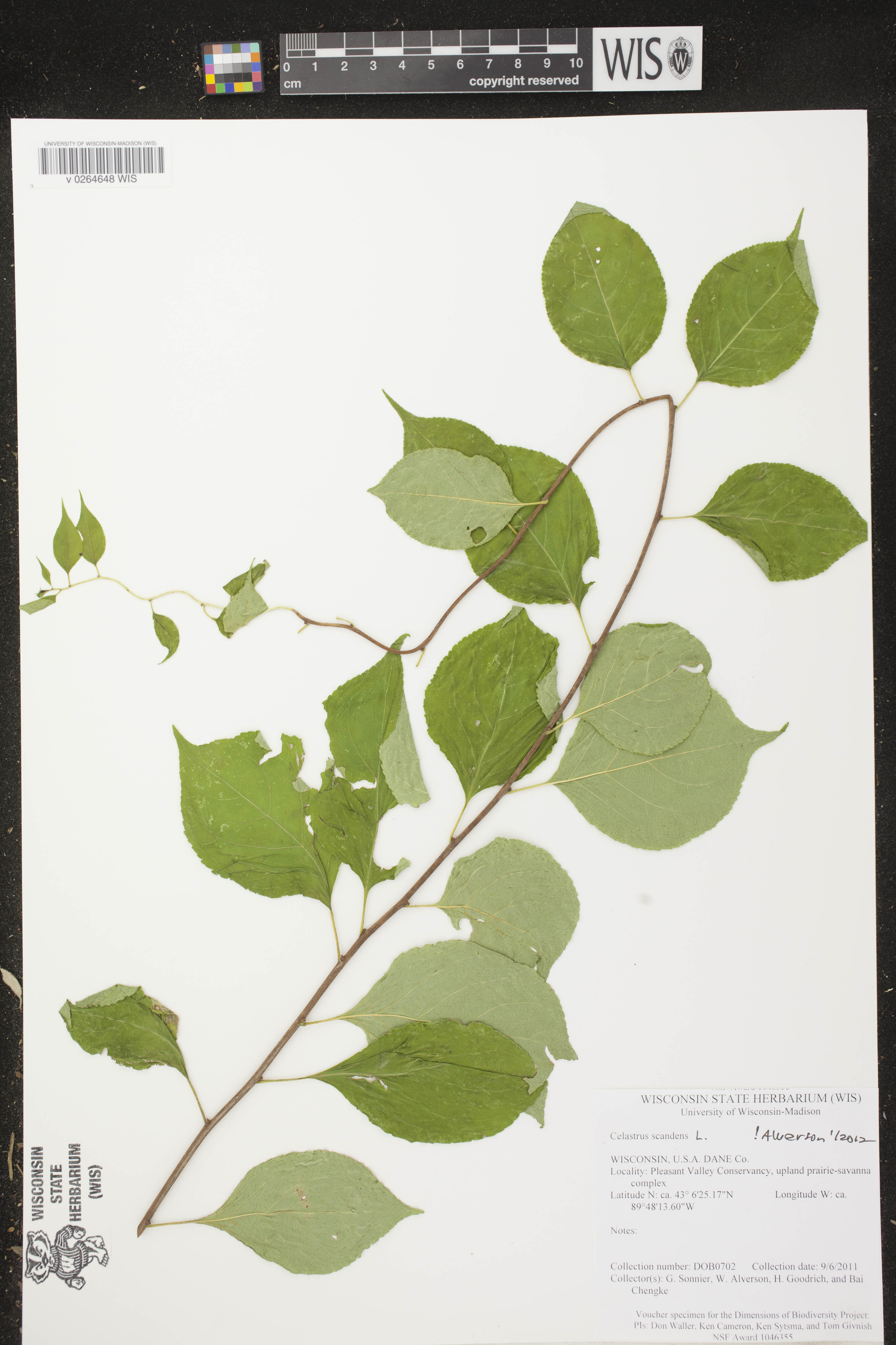 Celastrus scandens image