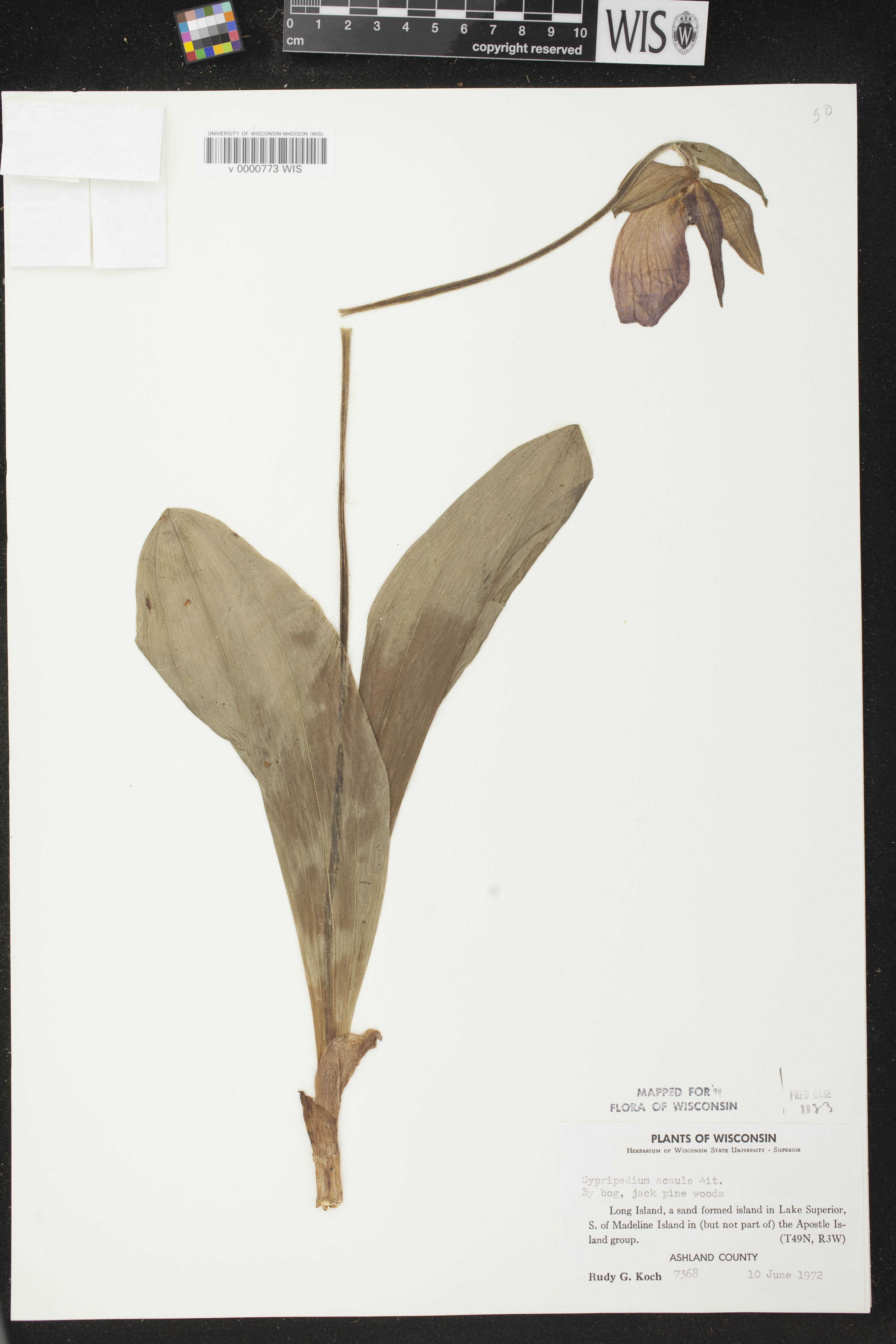 Cypripedium acaule image