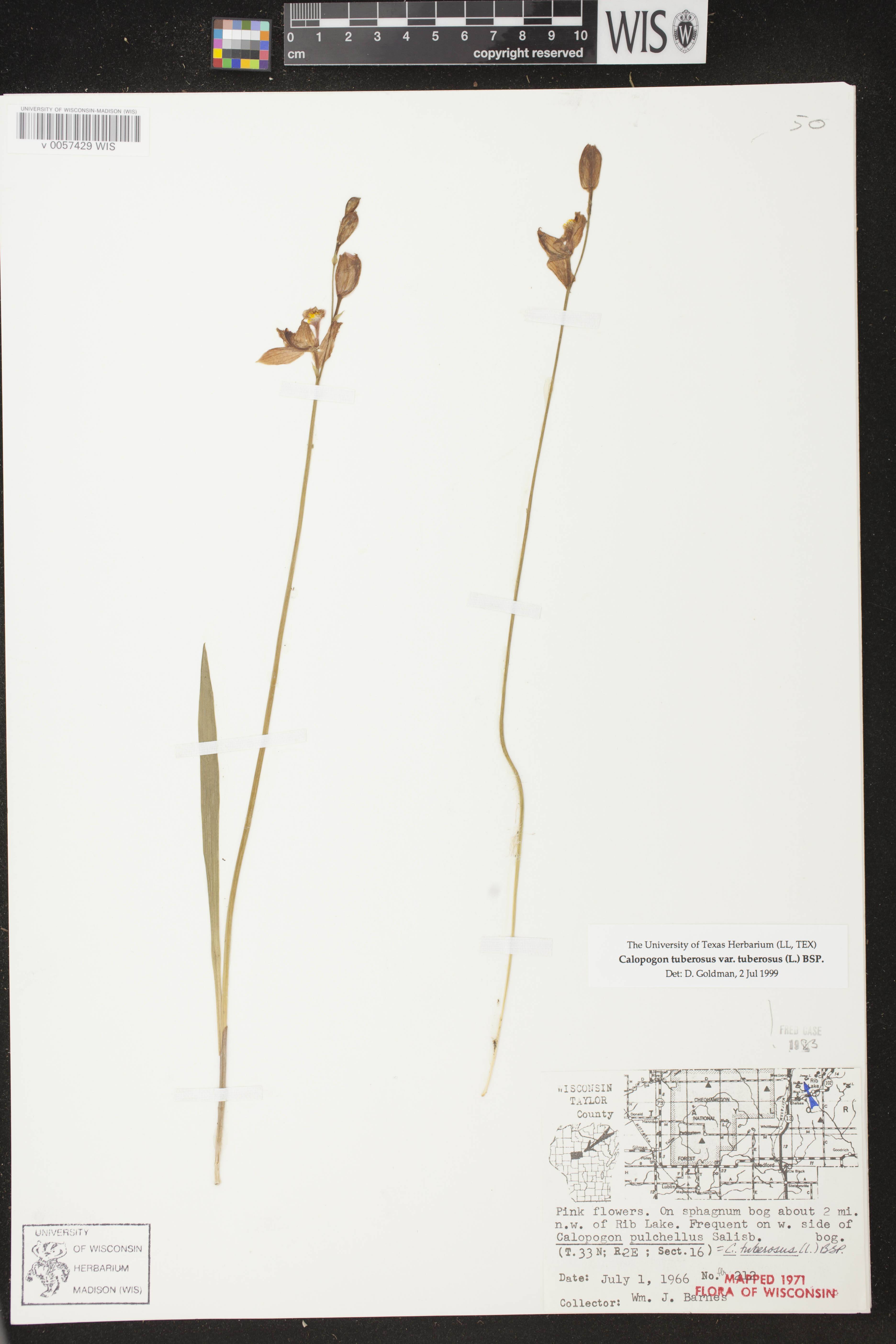 Calopogon tuberosus image