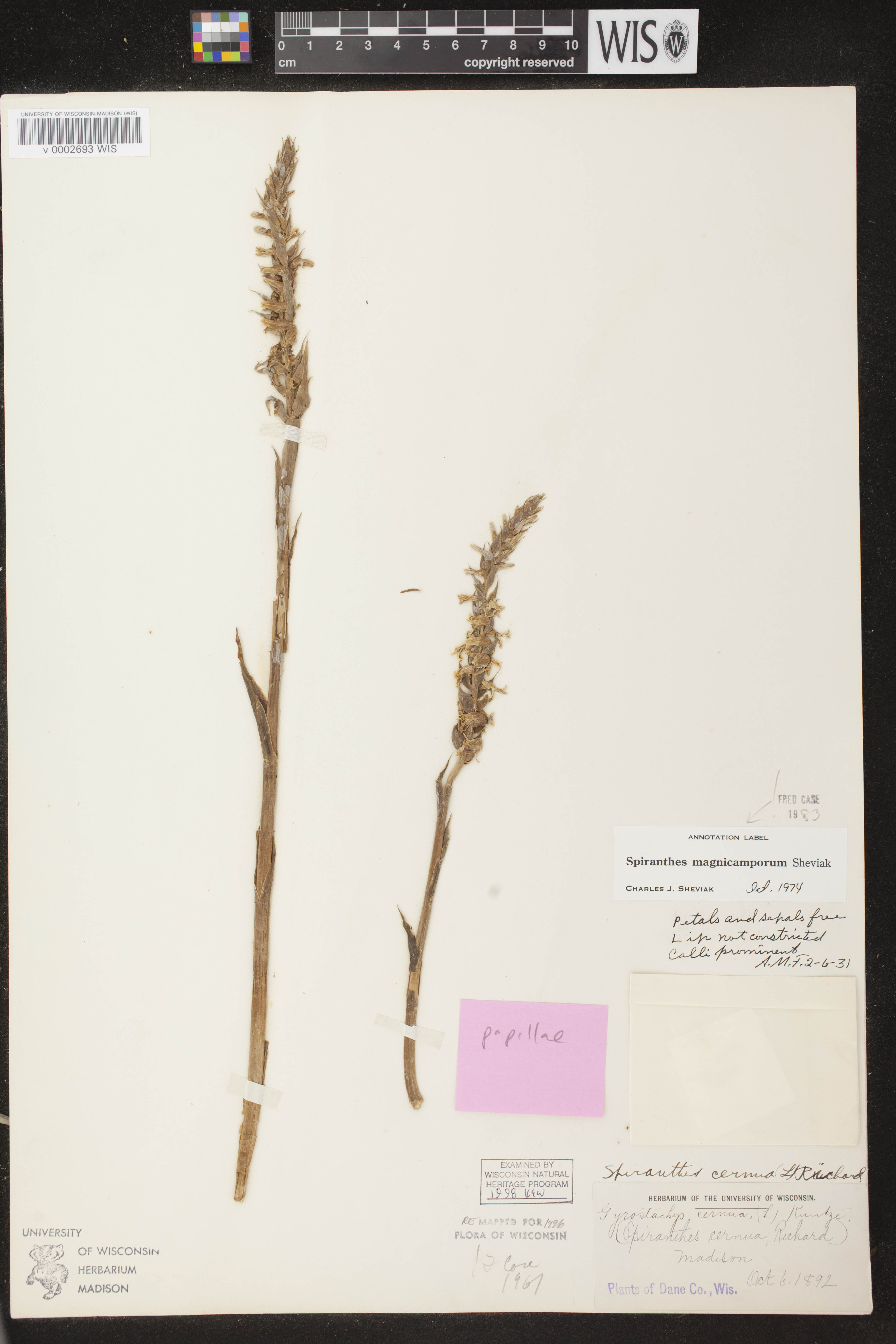 Spiranthes magnicamporum image