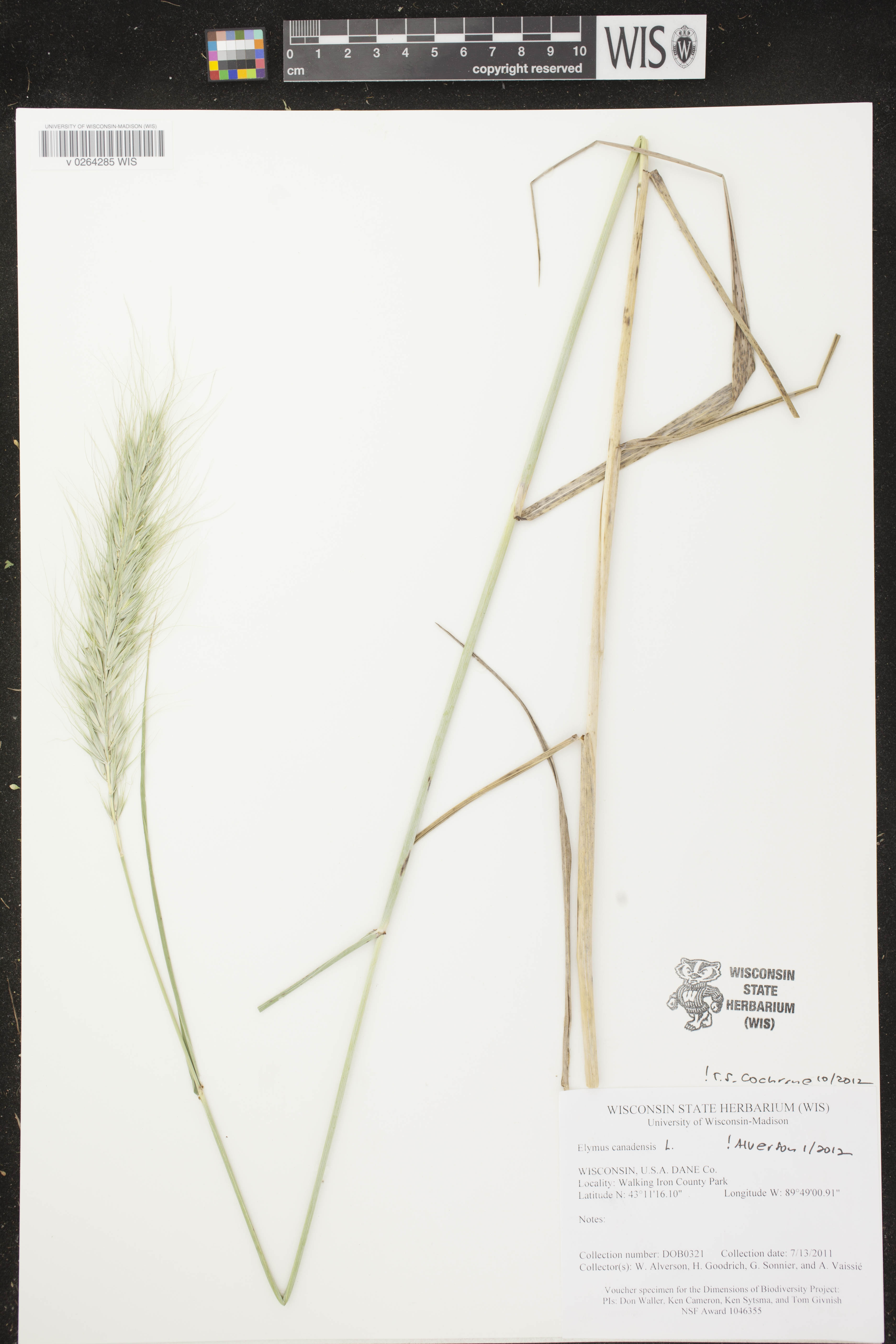 Elymus canadensis image