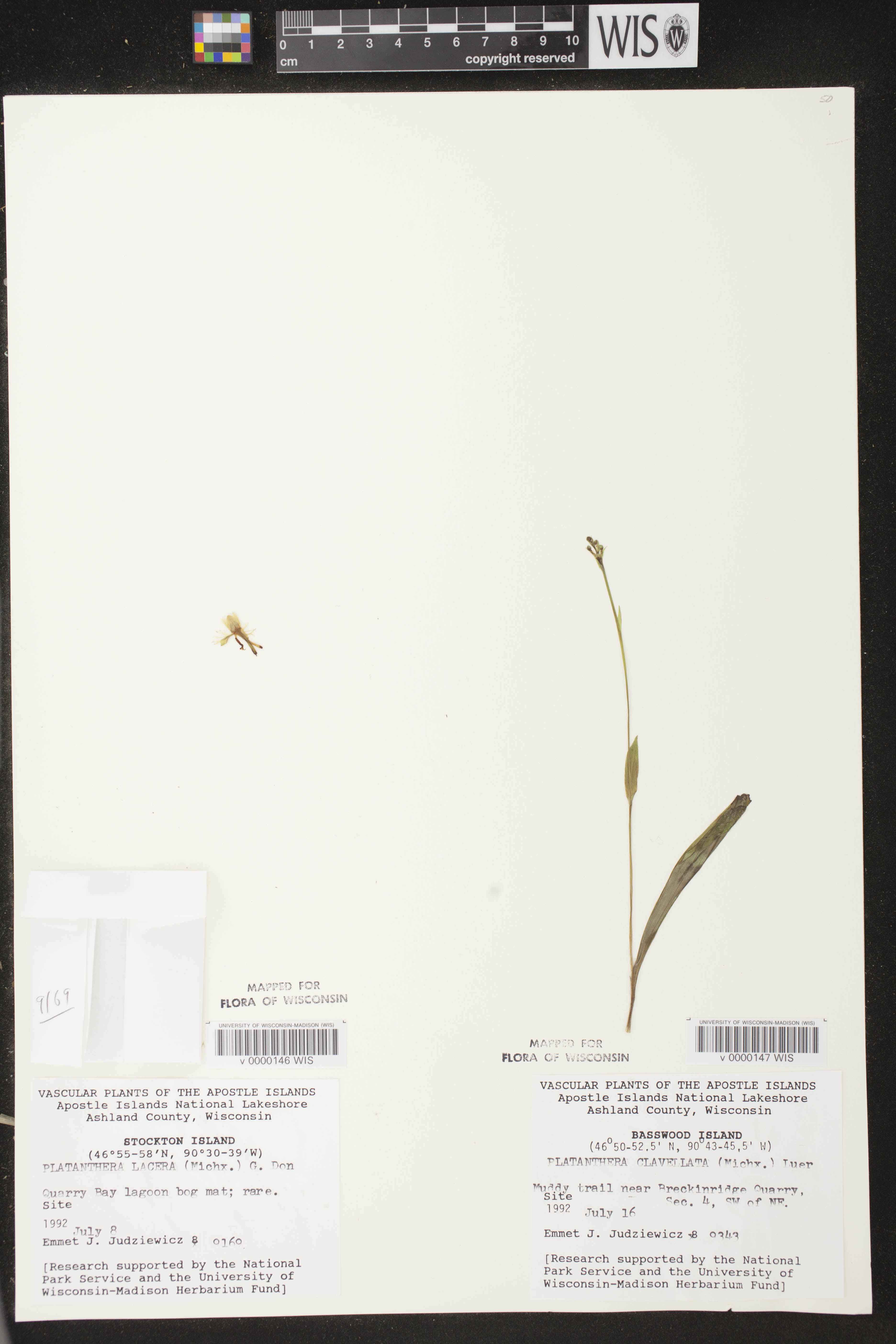 Platanthera lacera image