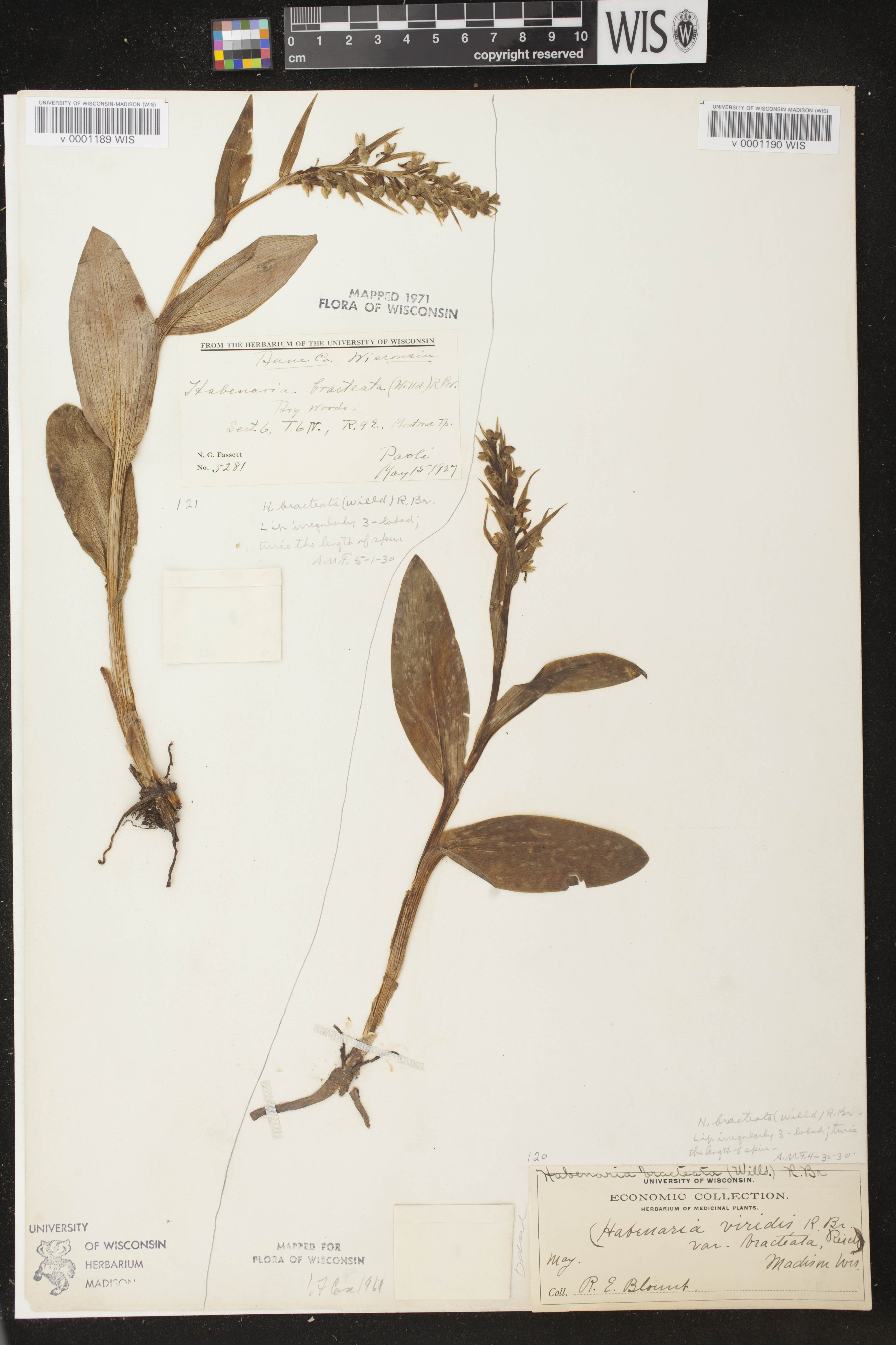 Coeloglossum viride var. virescens image